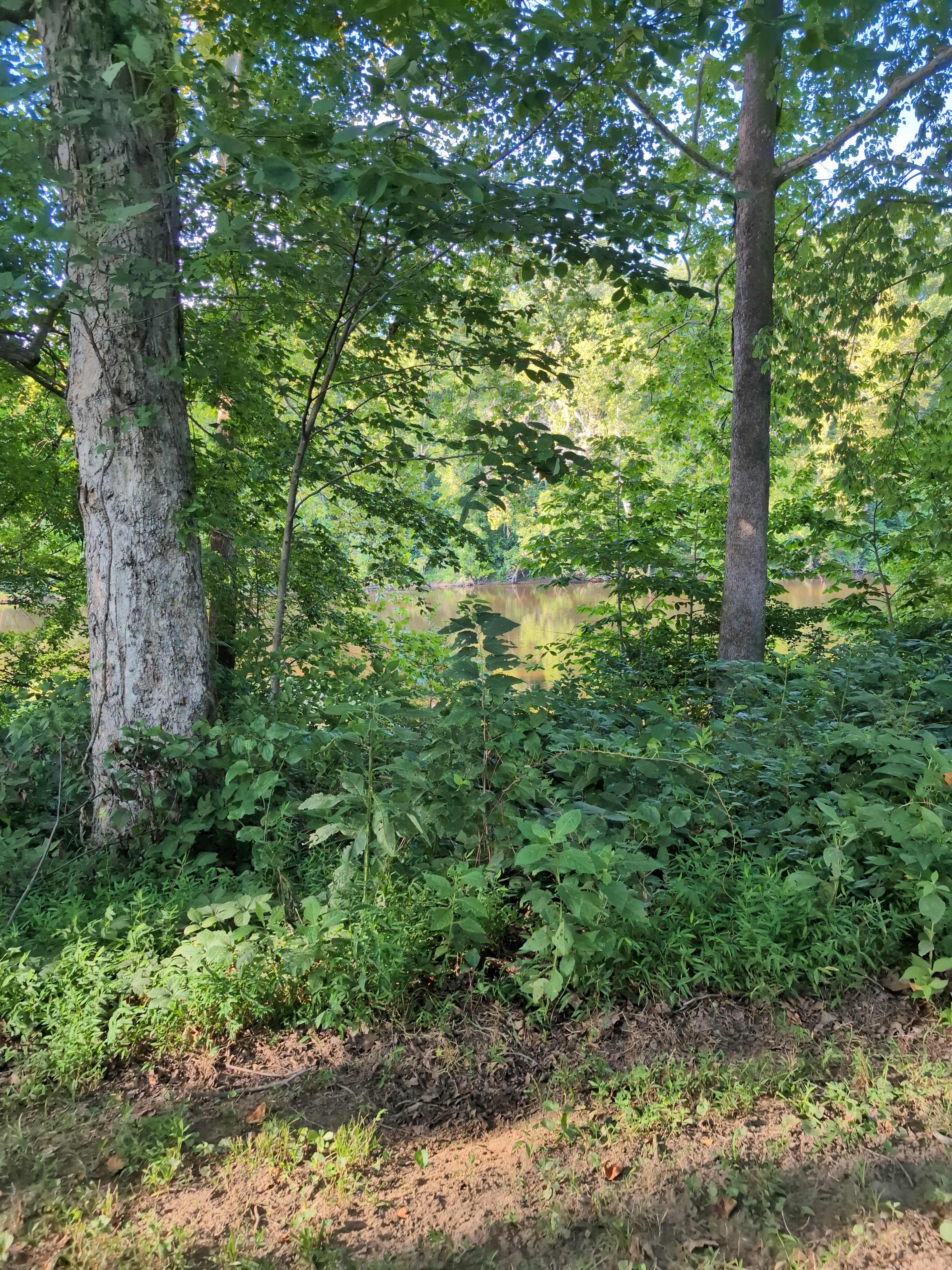 Camping in the shade on the river