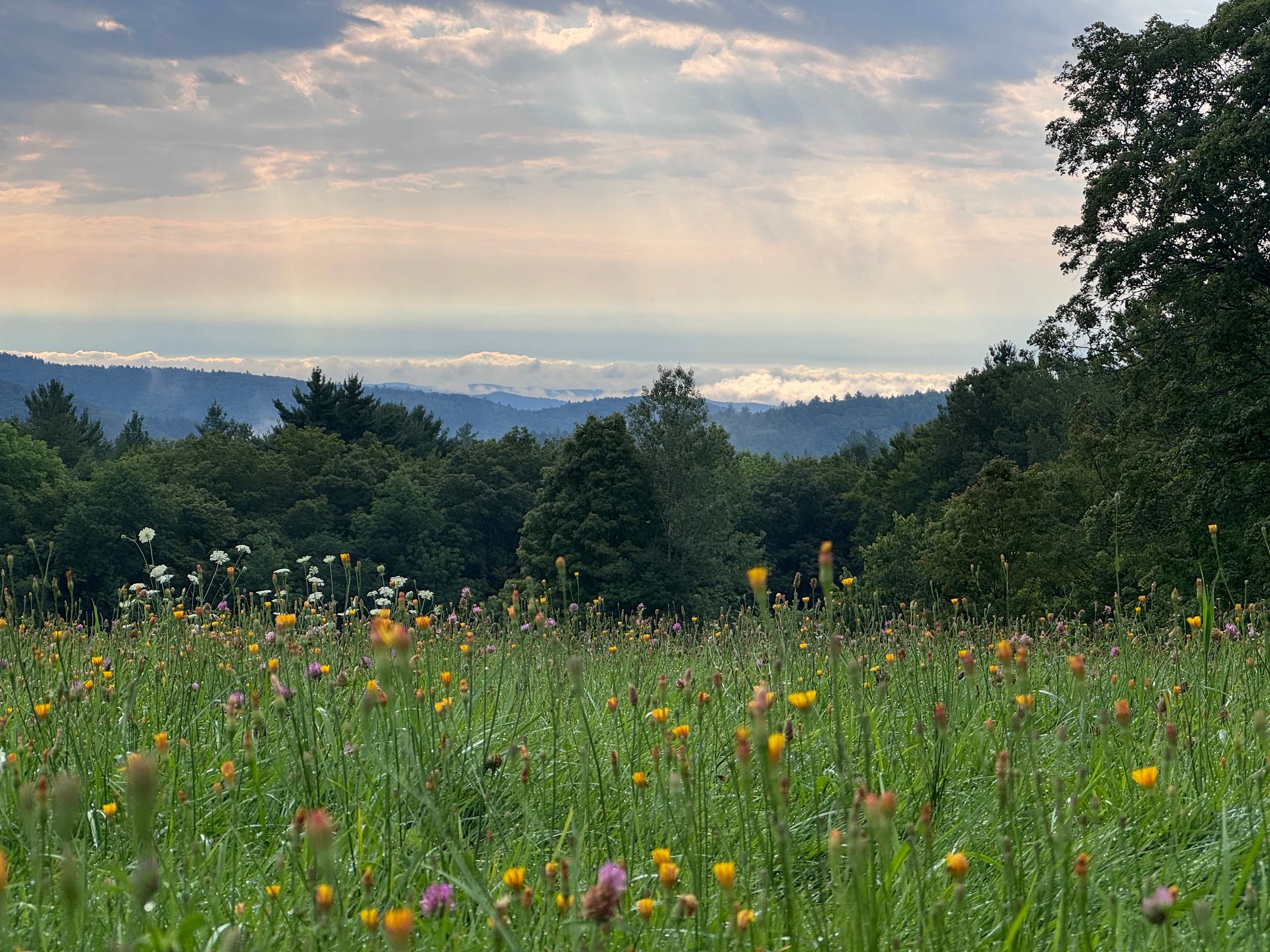 Morning view from site 1