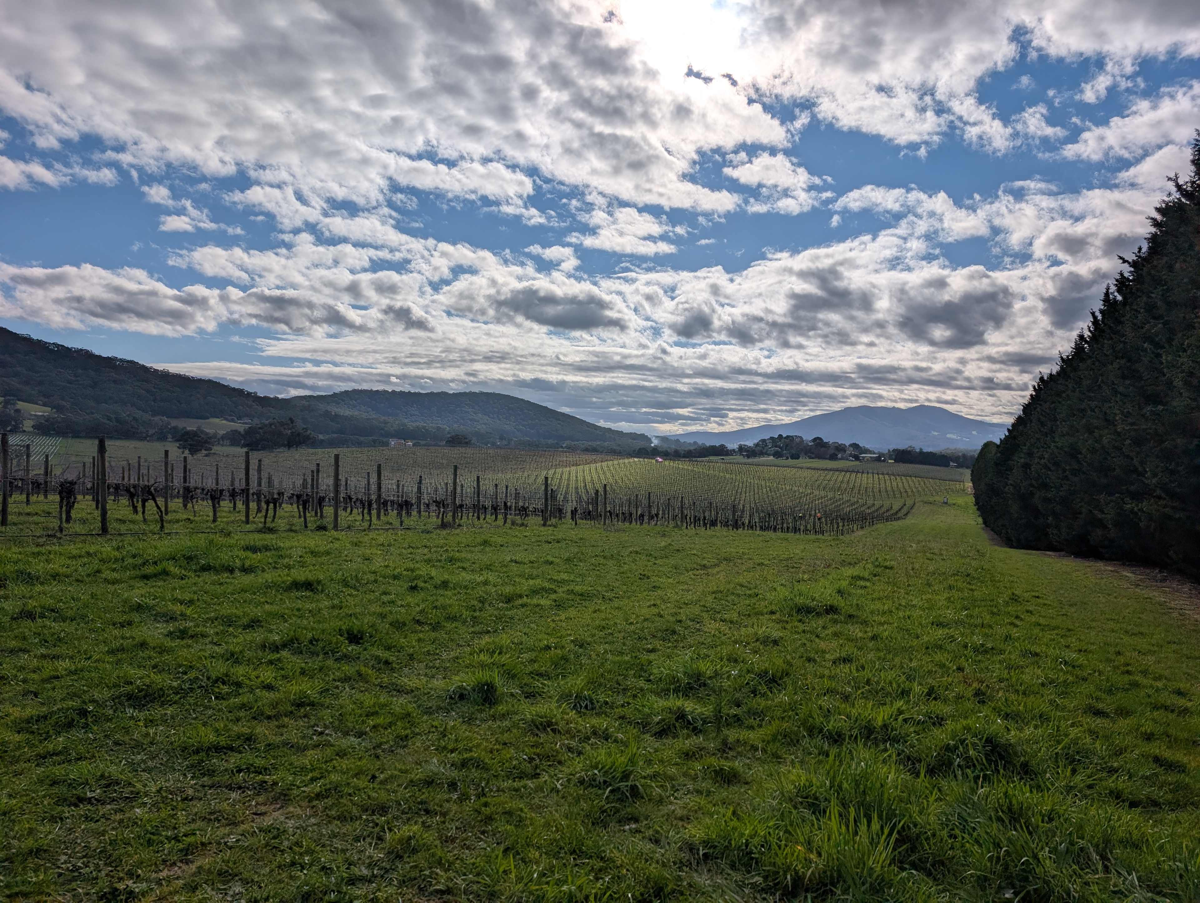 Summerhill Vineyard