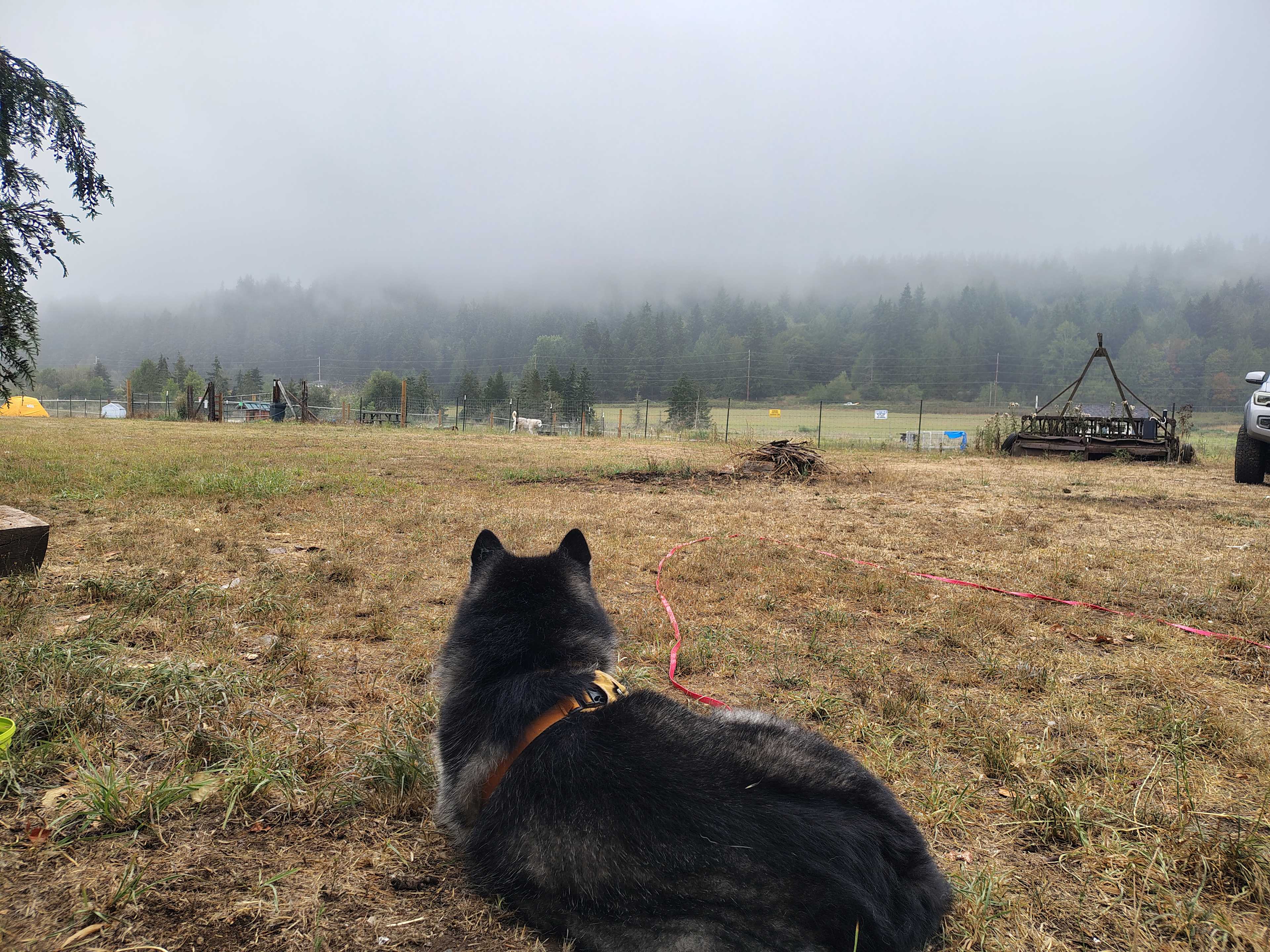 A misty morning