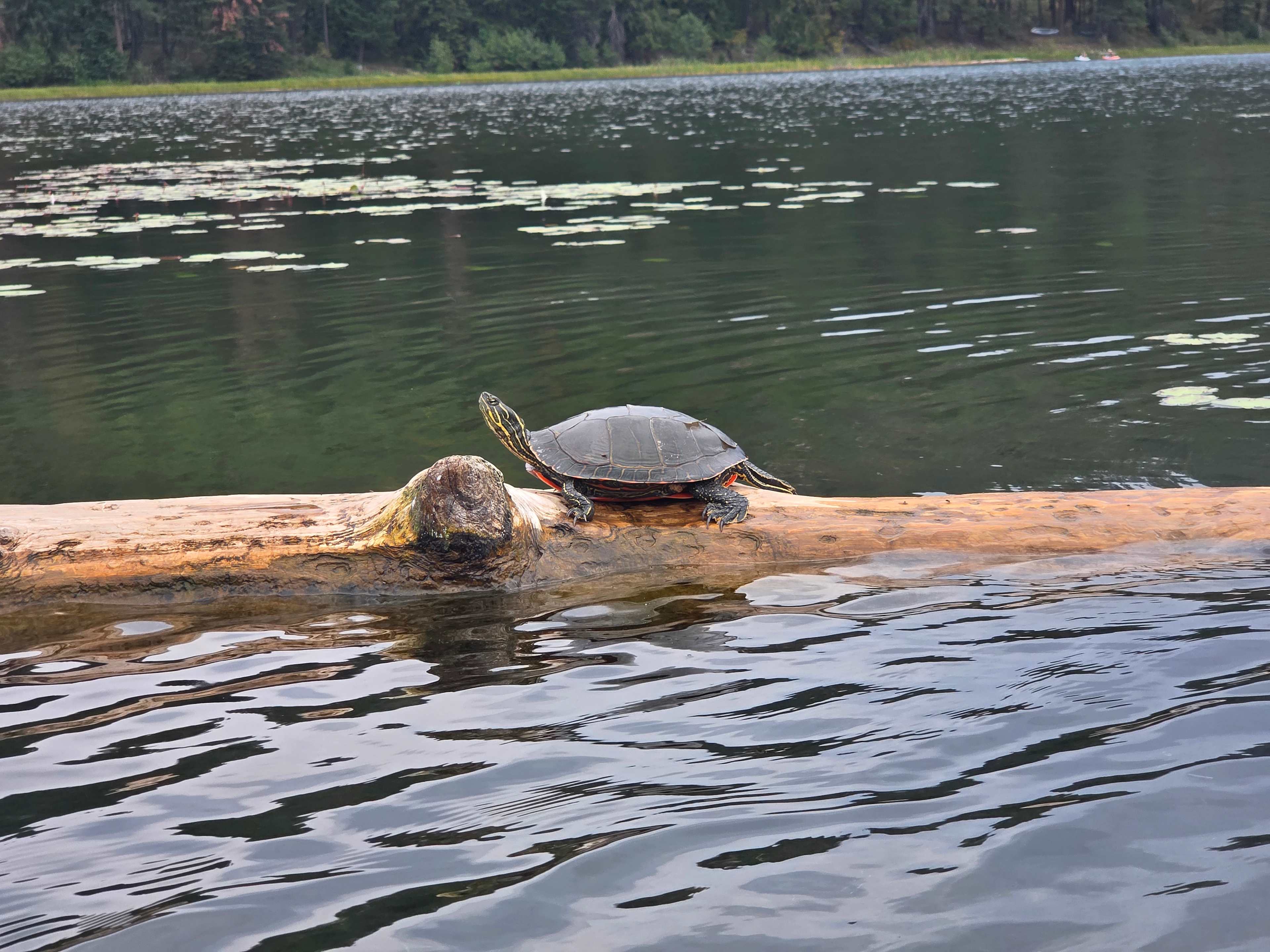 Turtle :)