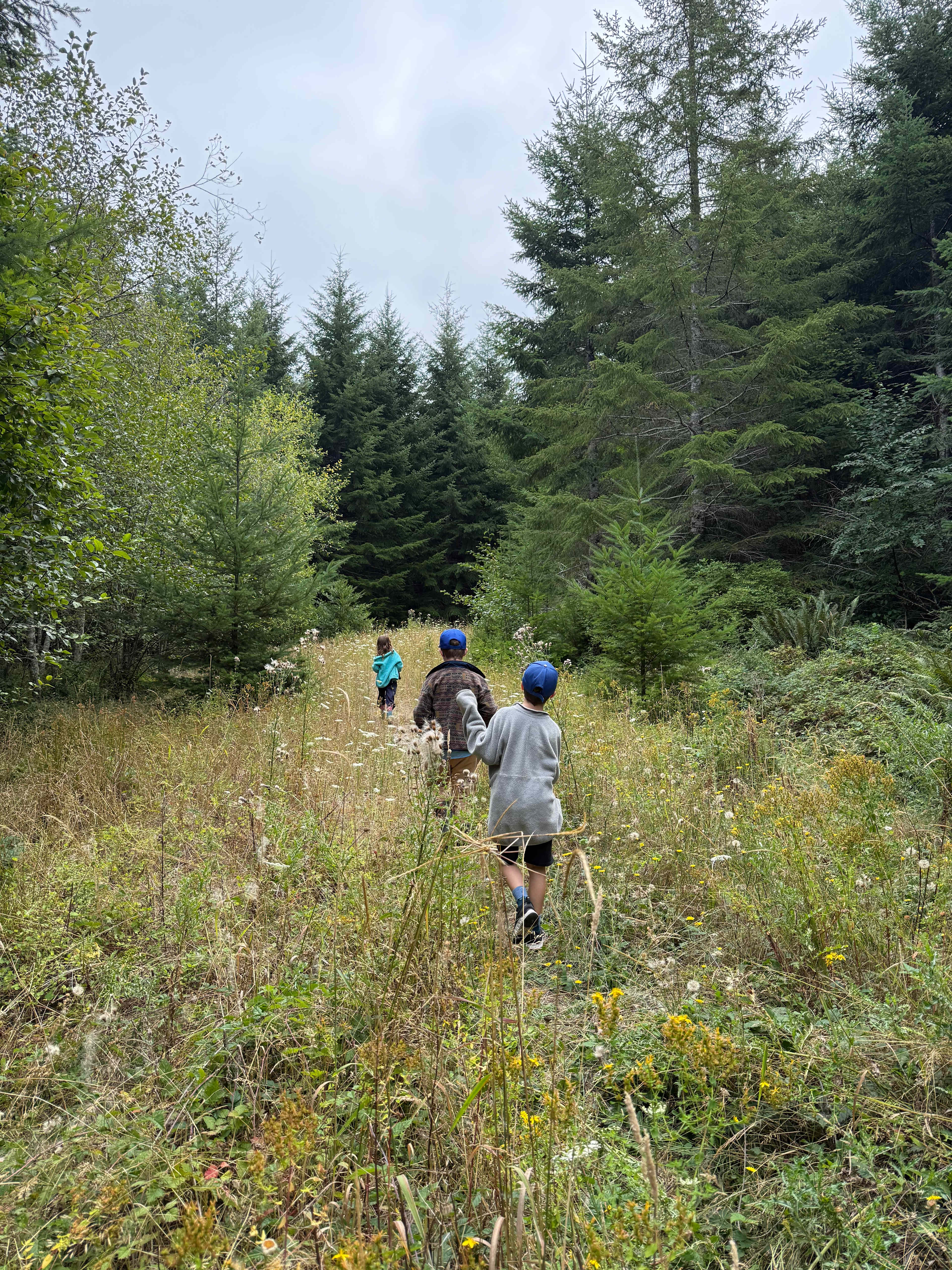 Forest road hike