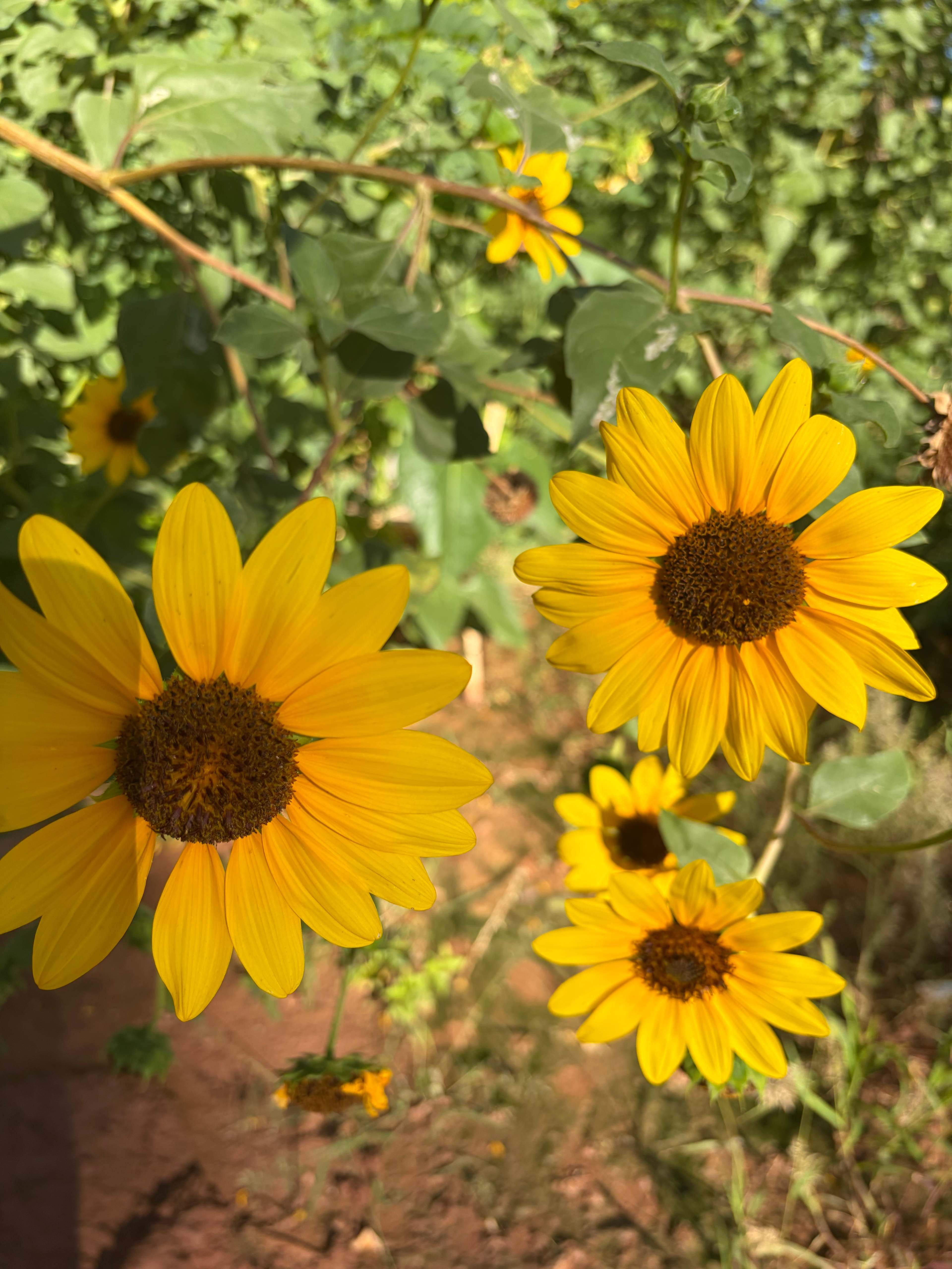 flowers growing on the property