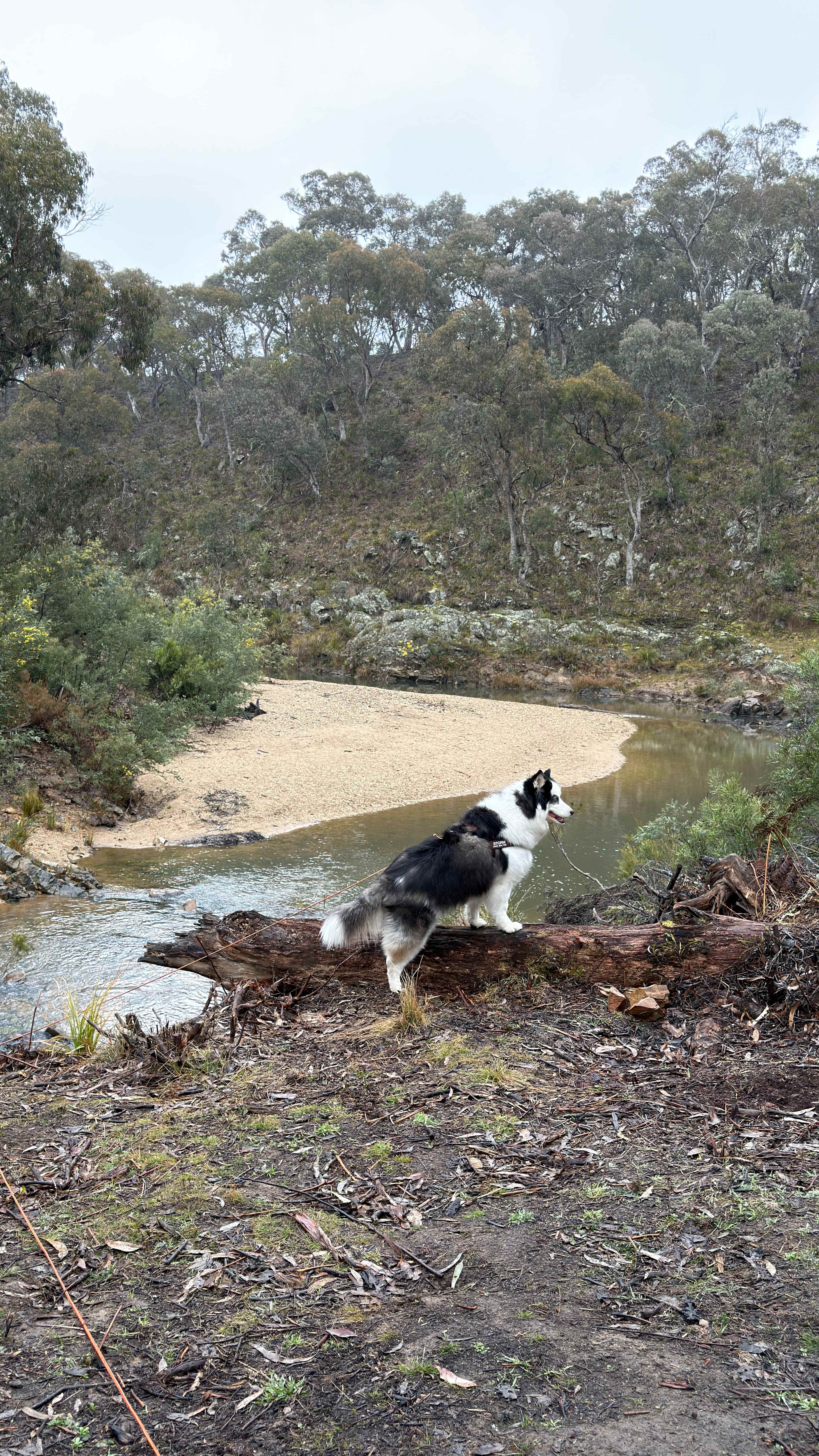 Stormy taking in the view