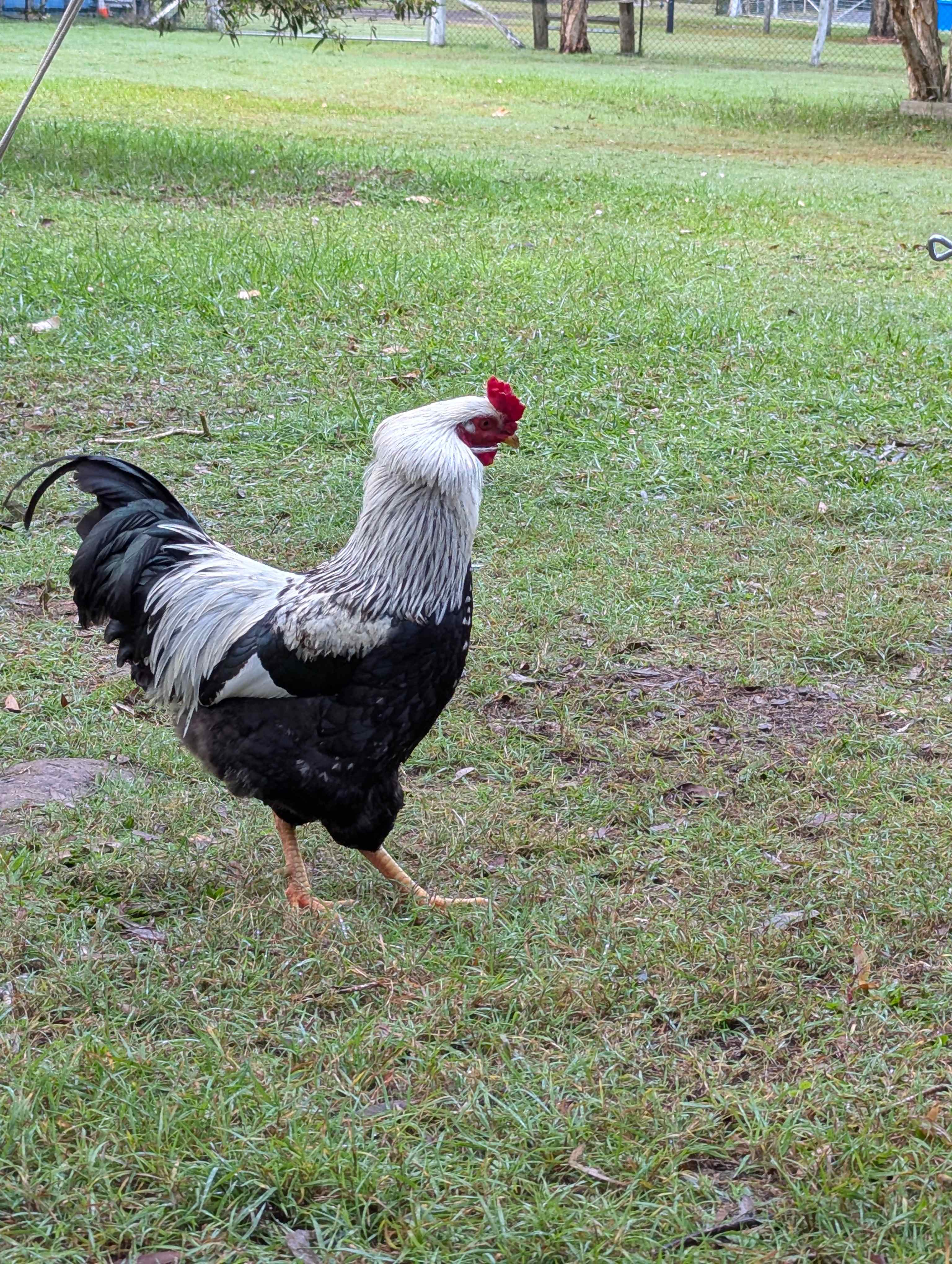 Bossy rooster with the dodgy time clock.