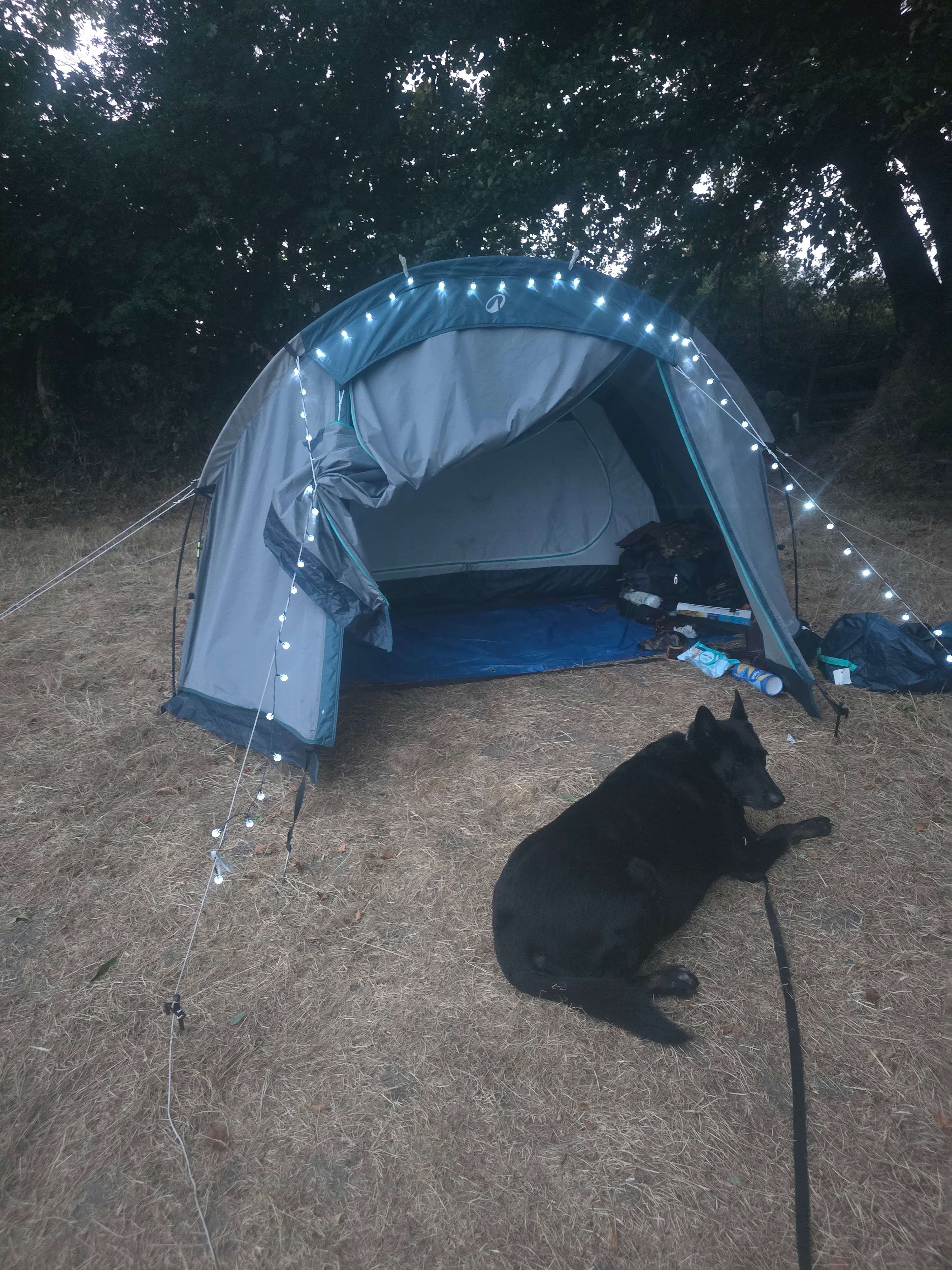 Camp Wild @ Burrow Hill Farm