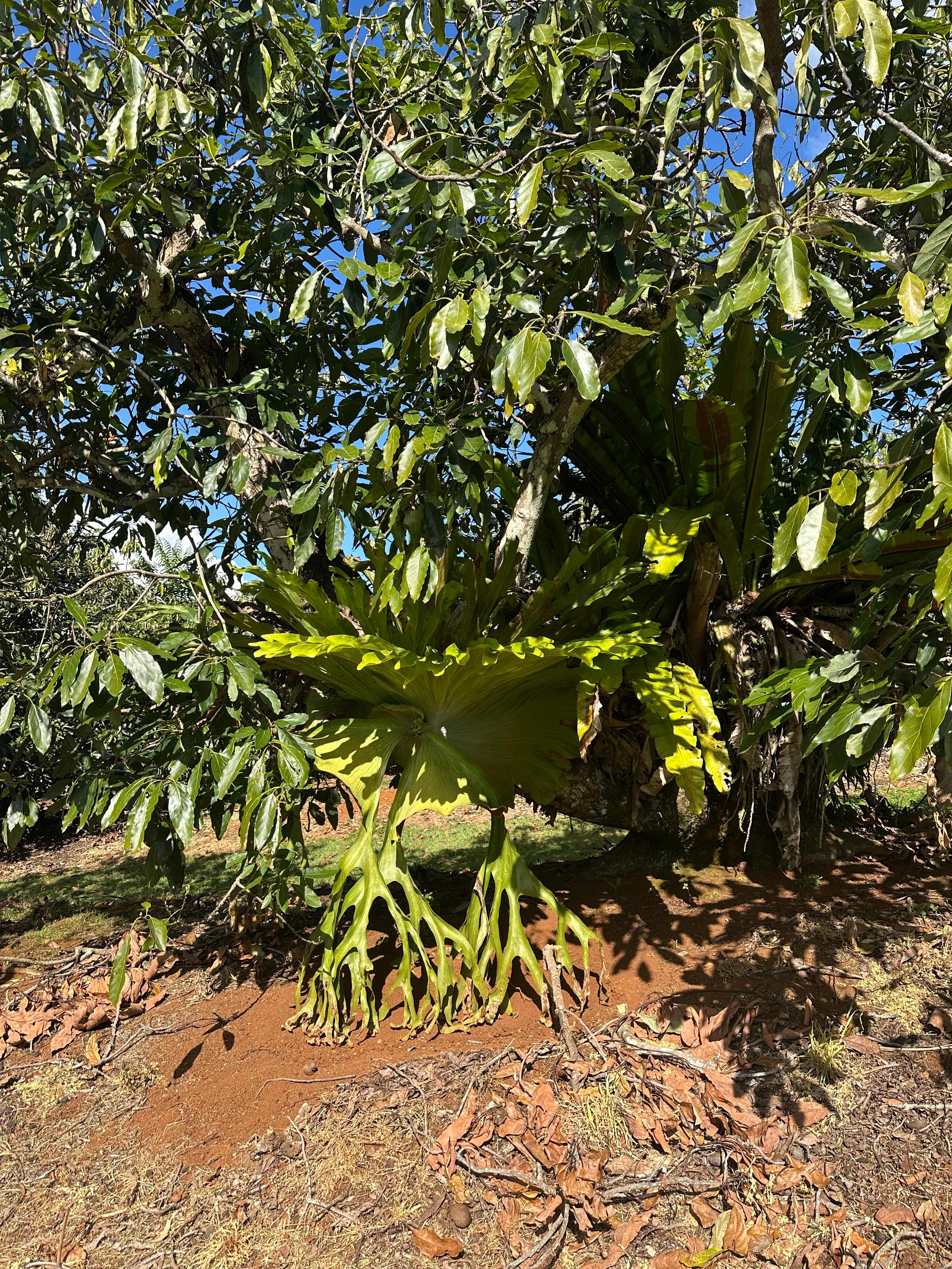 Tremayne - The Old Avocado Farm