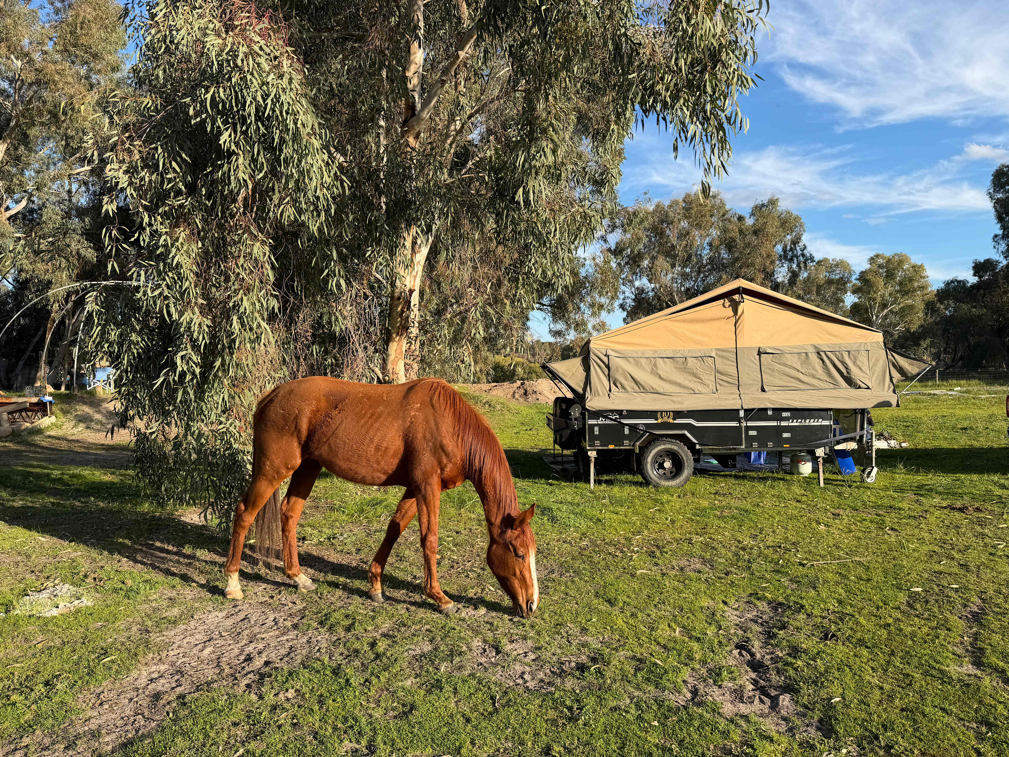 Everything Horses Ltd