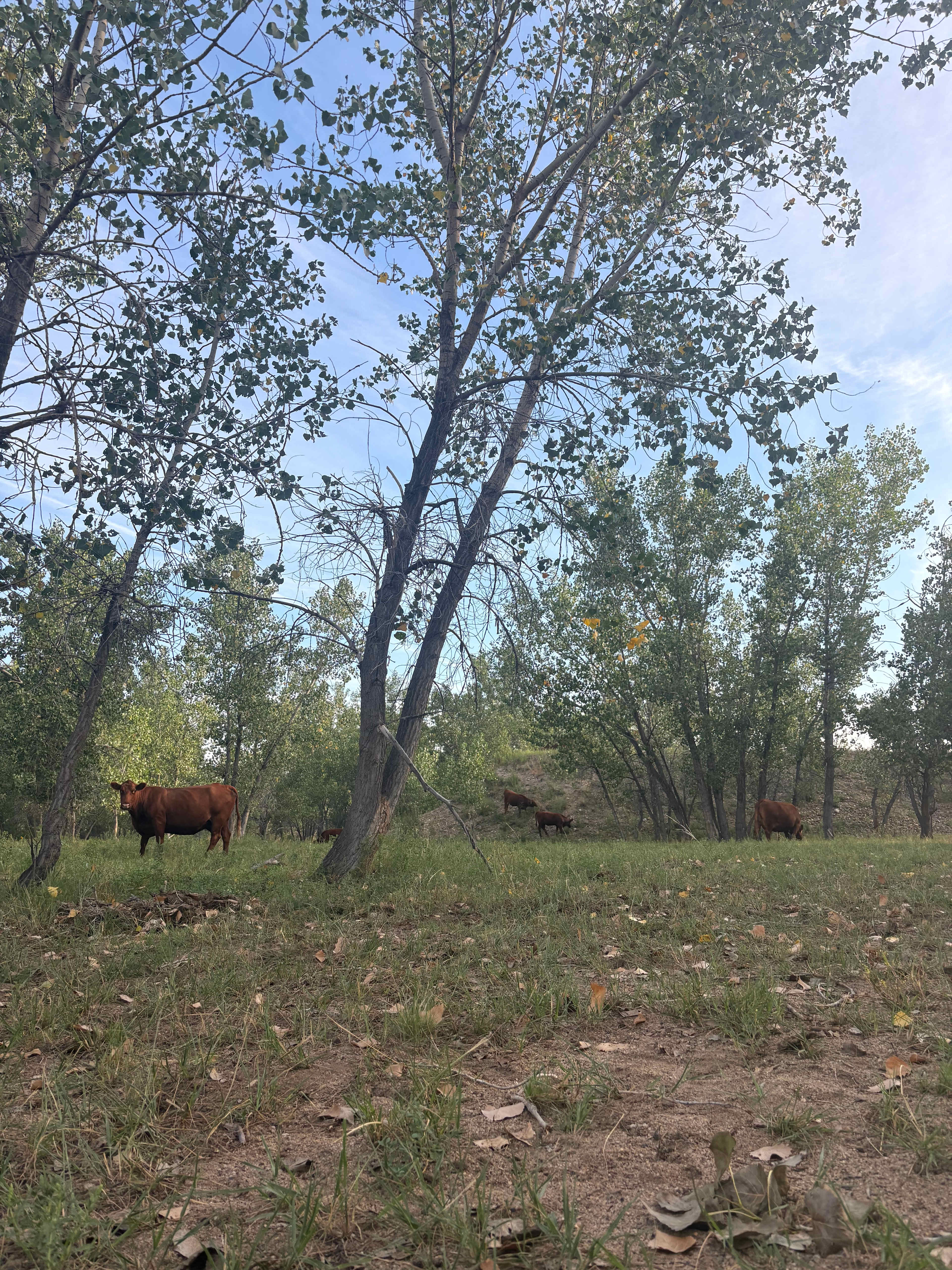 Home Ranch/Cheyenne River Bottom