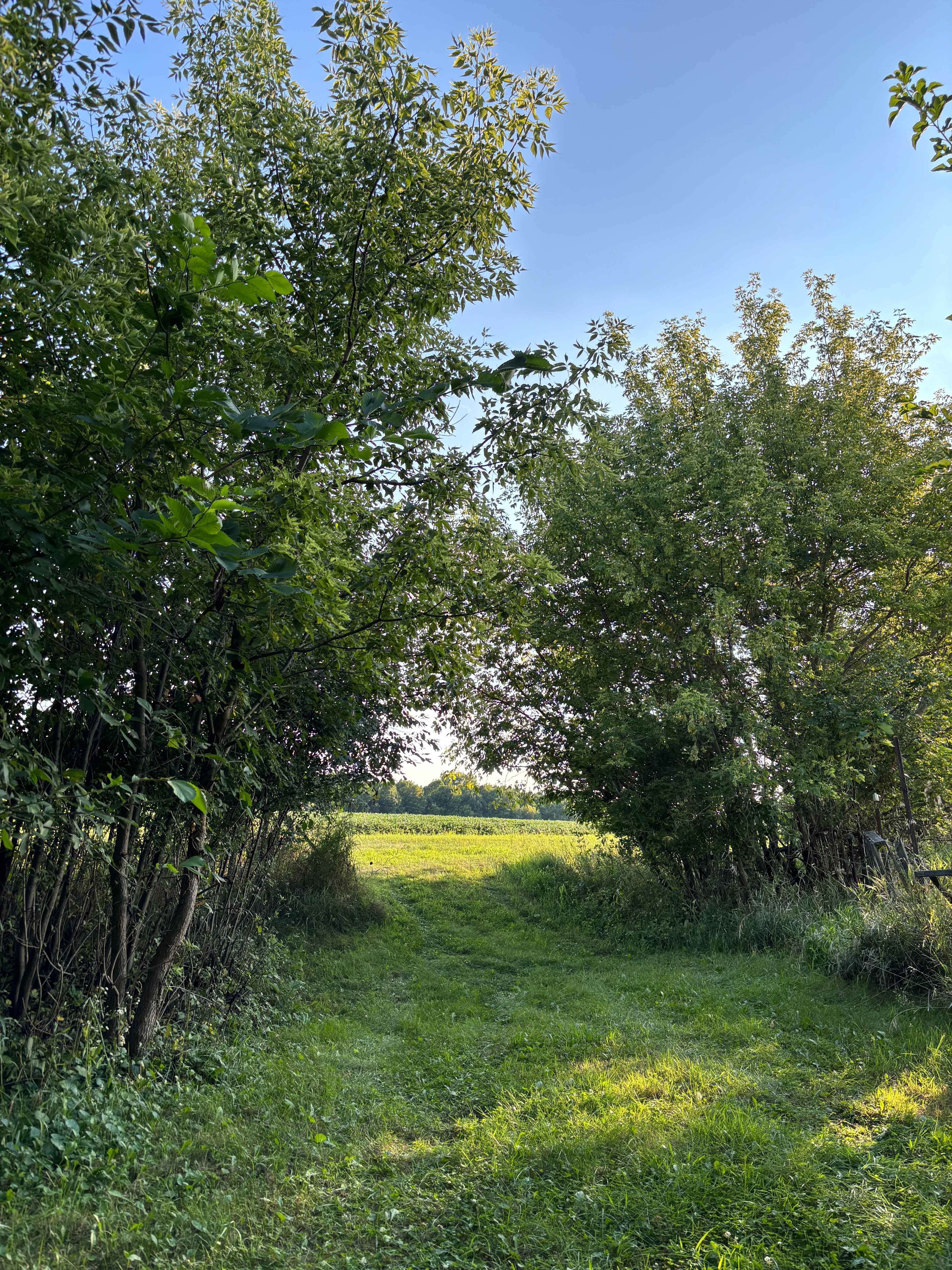 Camp site area facing field drive