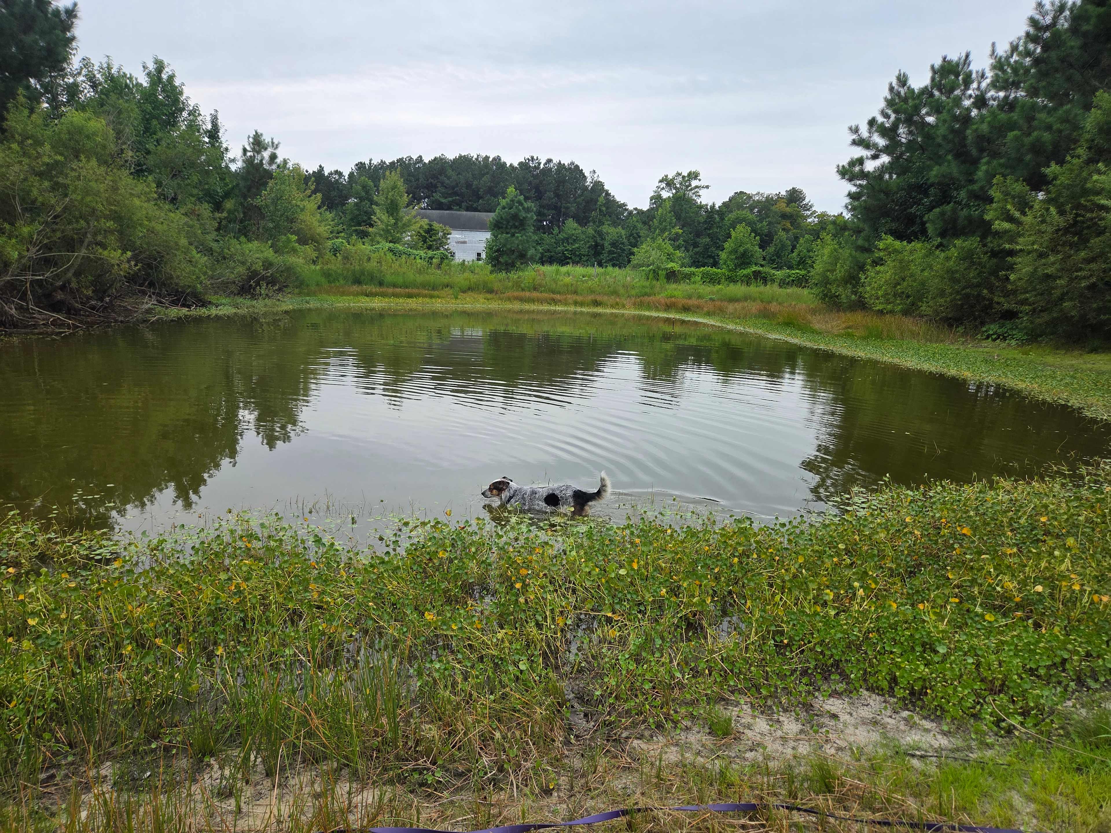 Refreshing pond