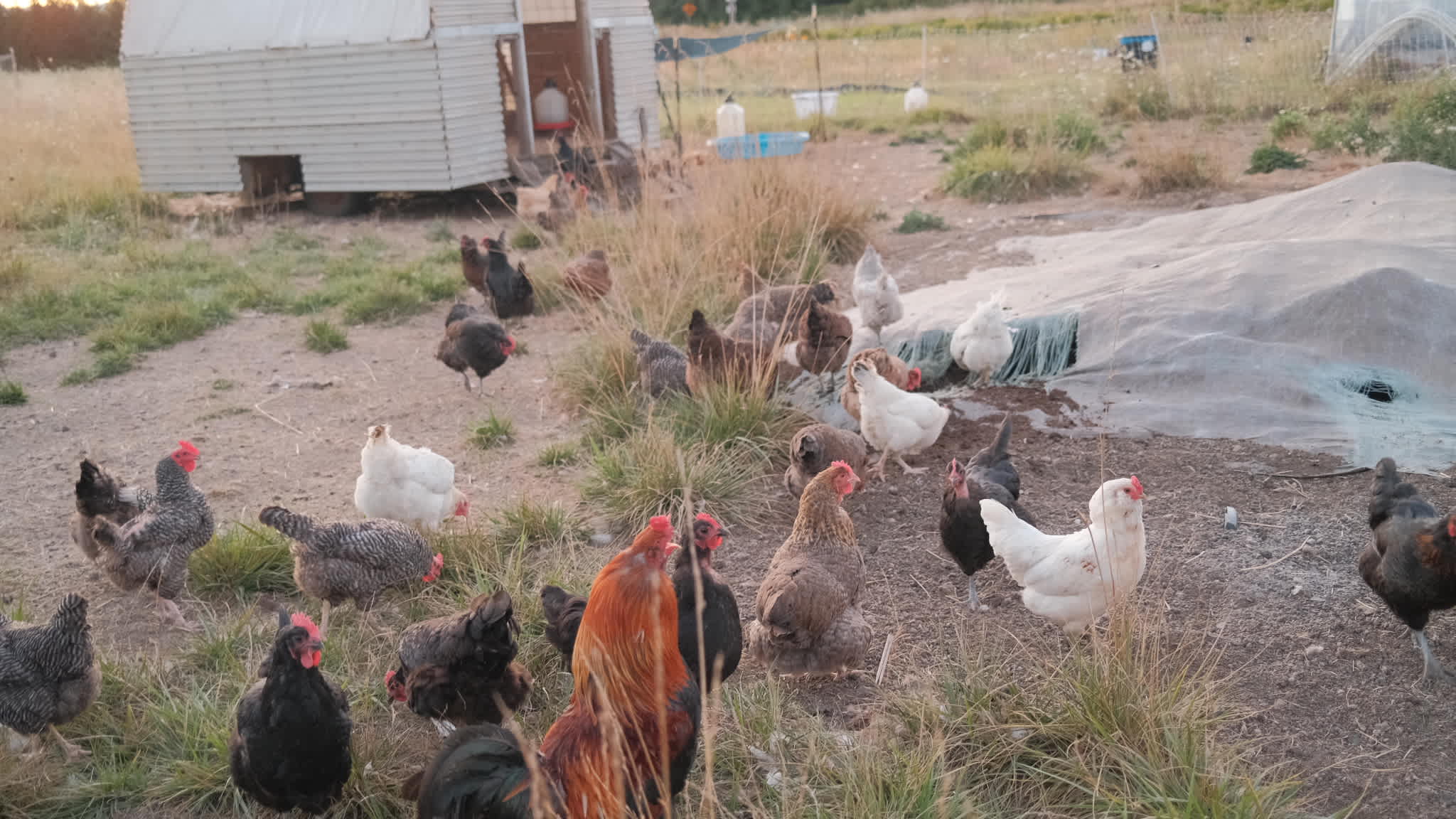 Wildflower Farm