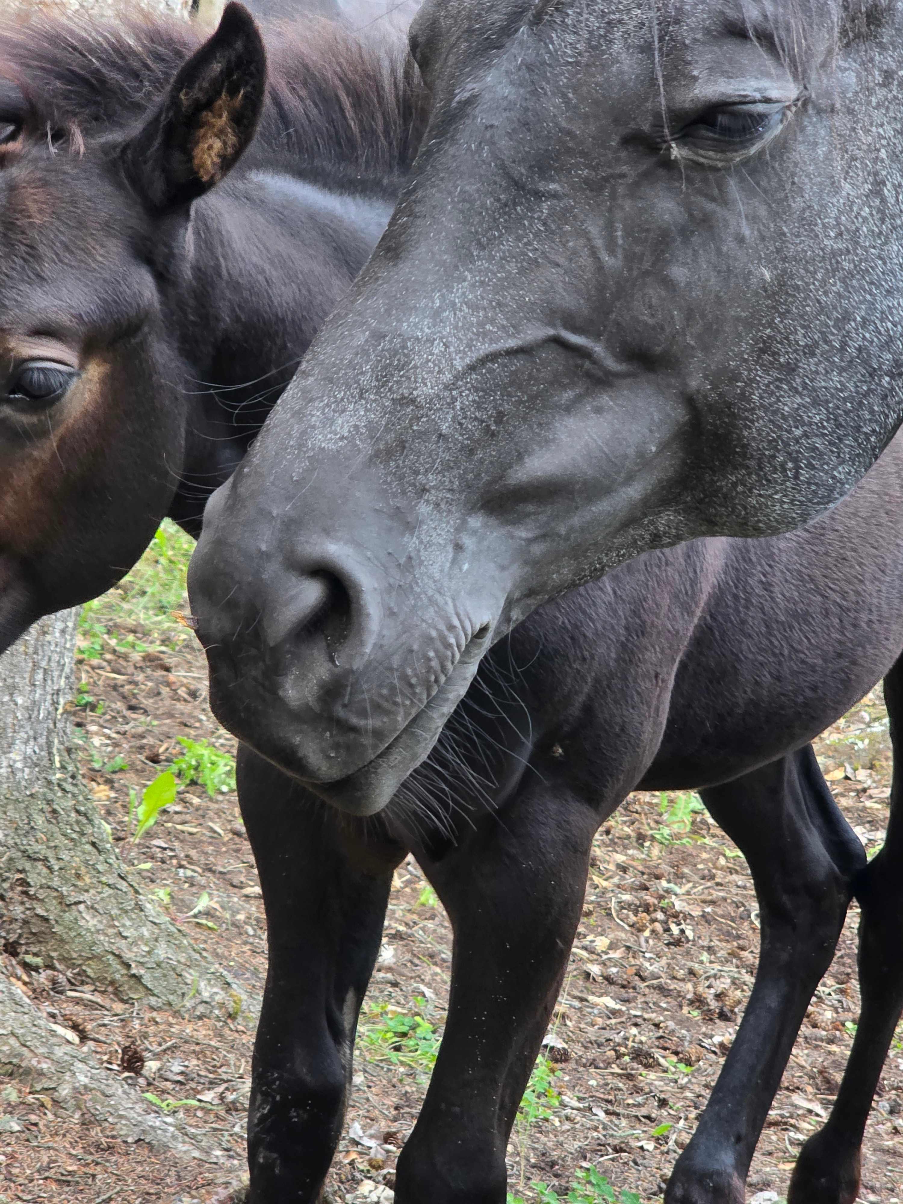 The horses tended to visit our site 2 to 3 times a day 