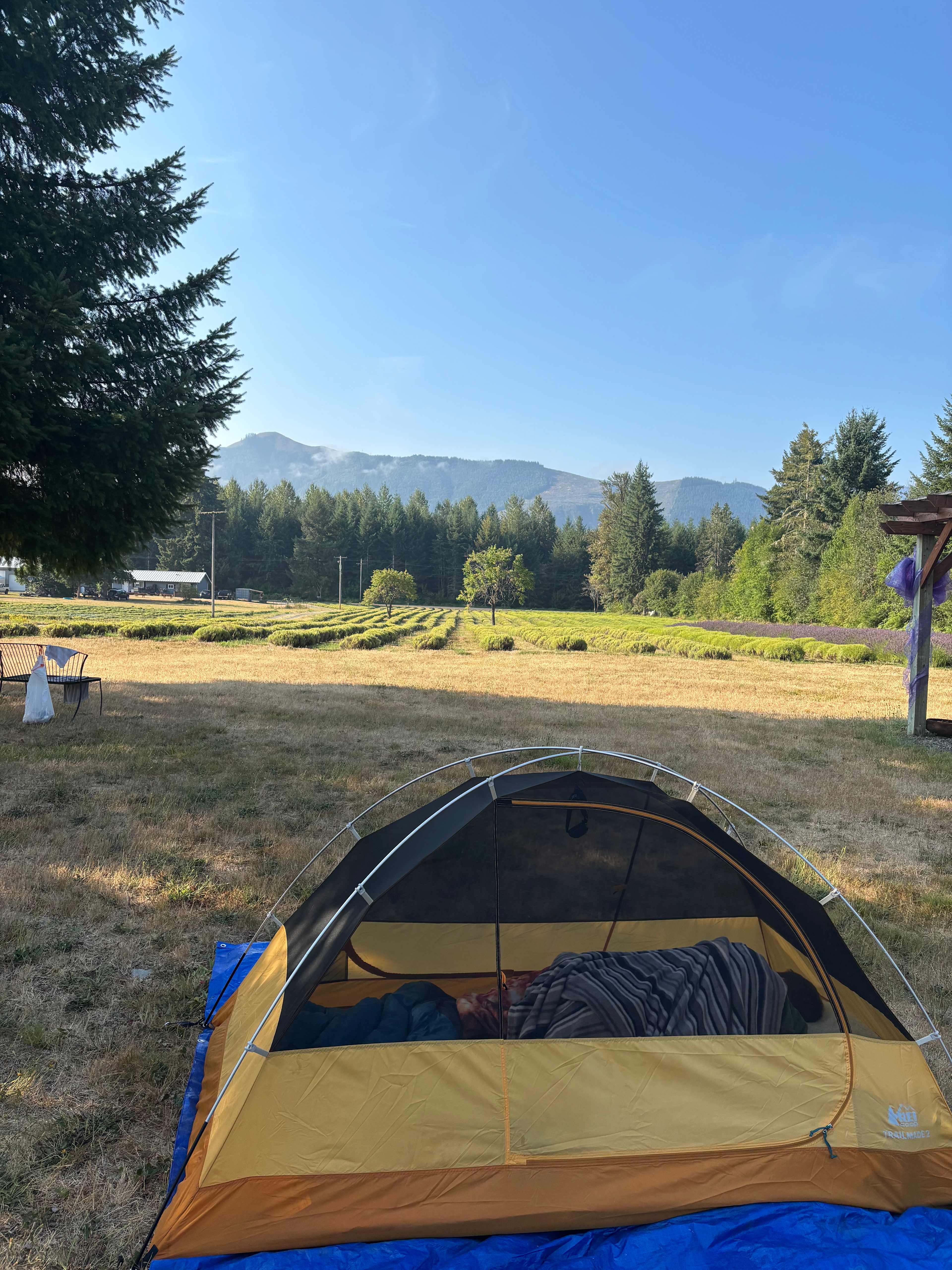 Mountain Lavender Escape