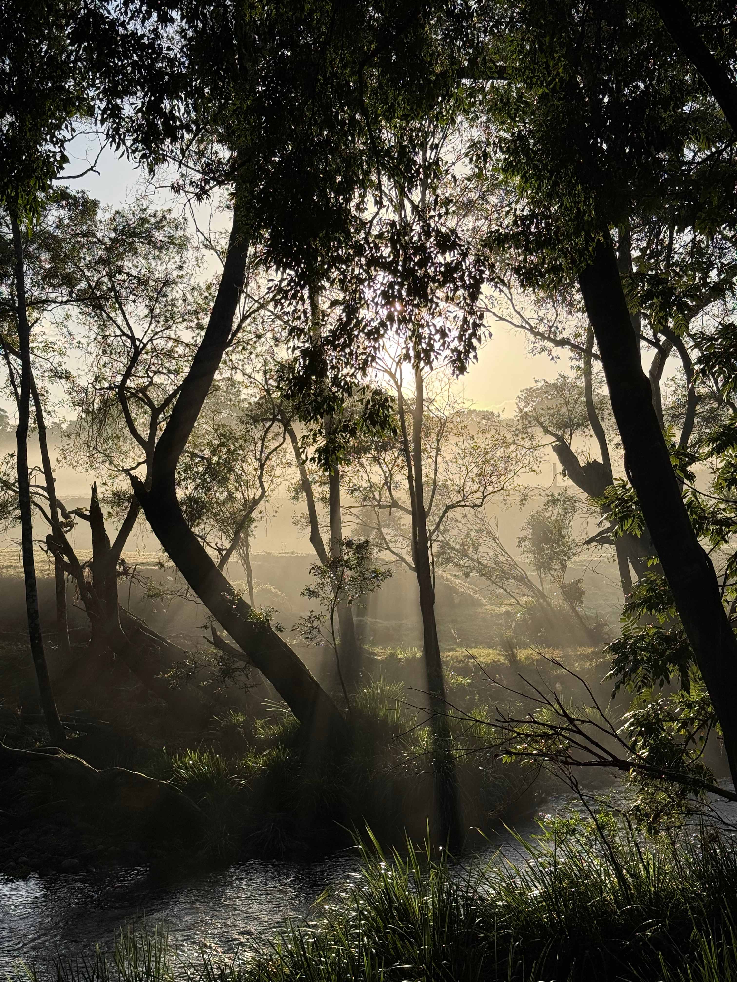 Koala Creek Camping