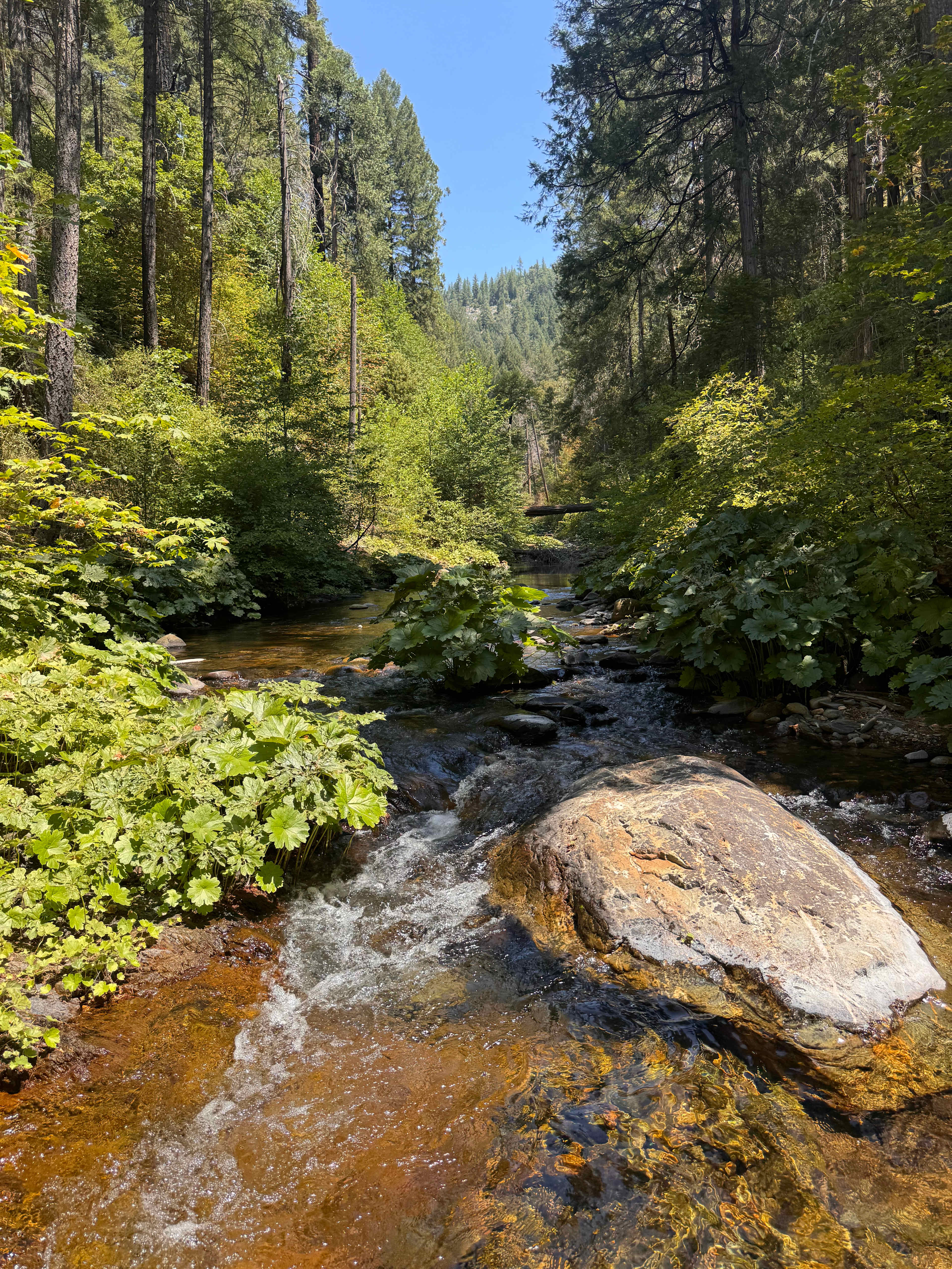 160 Acres amidst National Forest