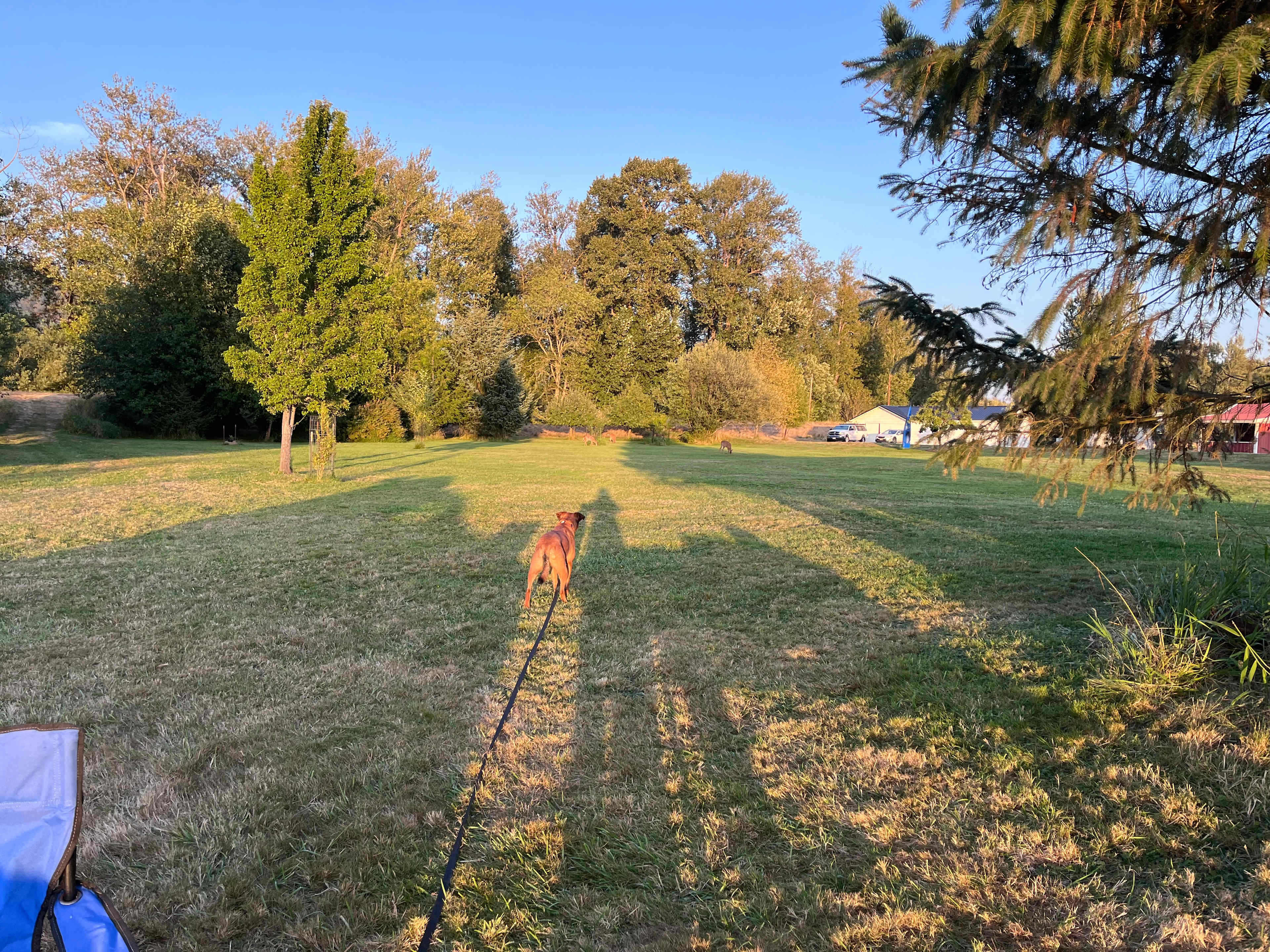 Puppy’s first deer