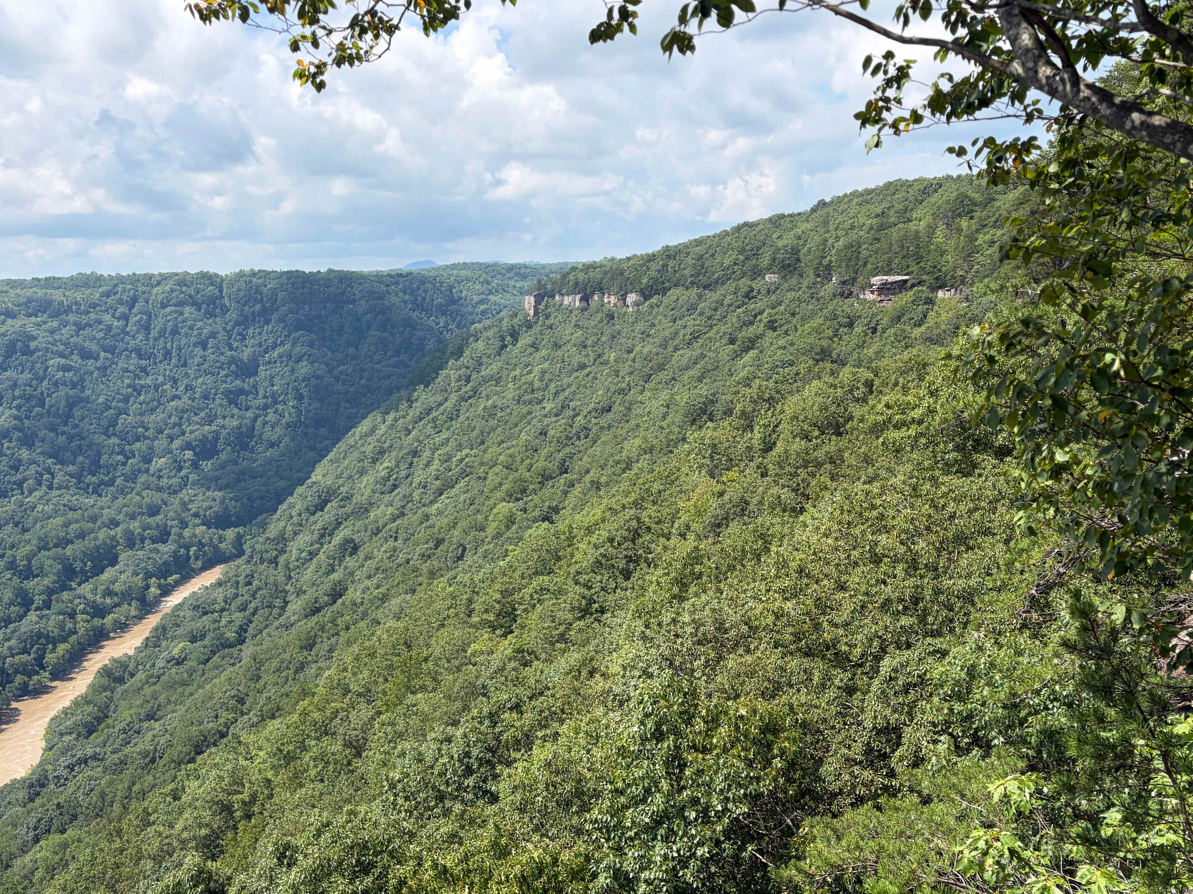 Mountain Magnolia Forest Farm