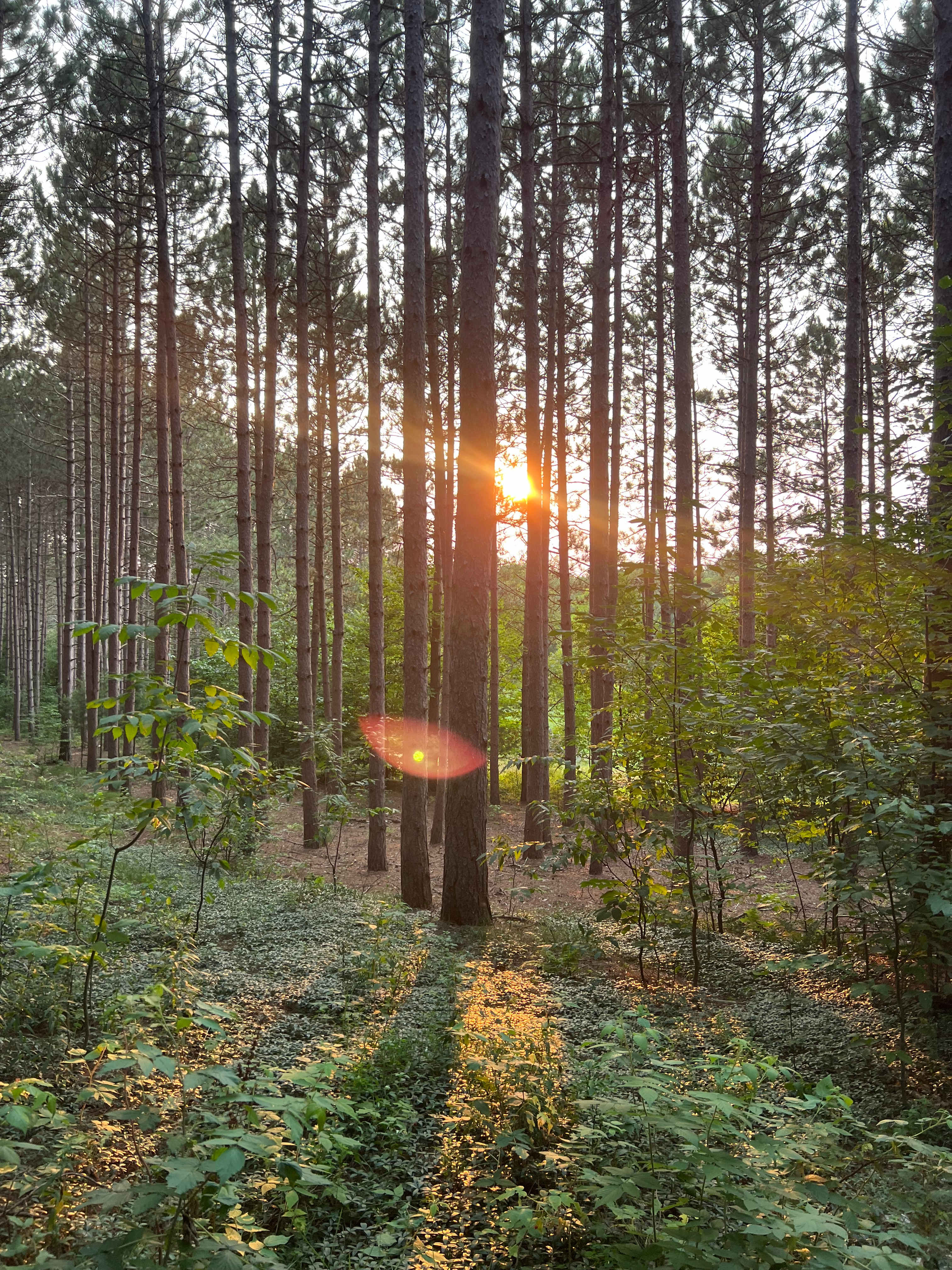 Camp Moonshadow