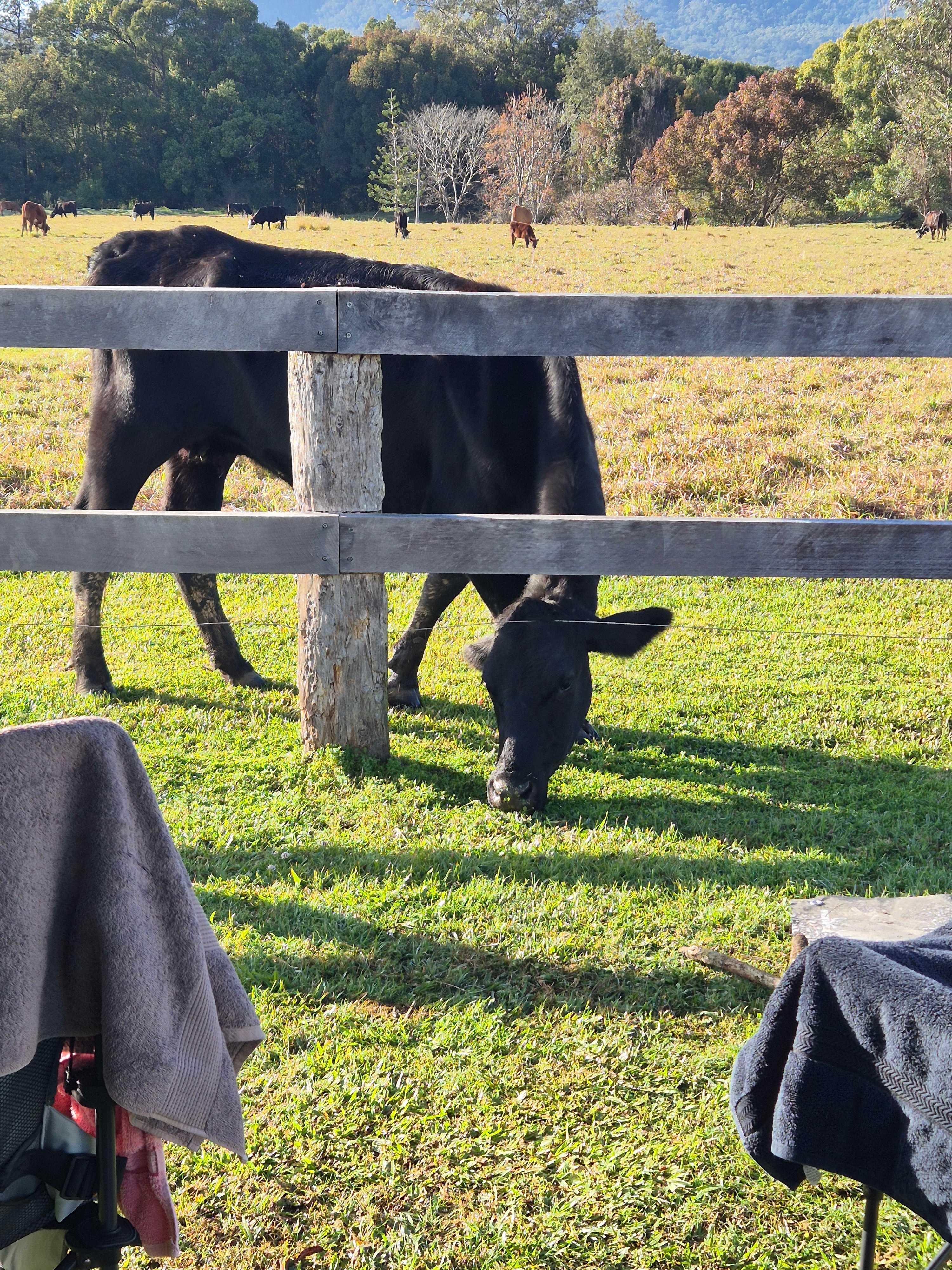 Tyalgum Reserve and Camp Ground