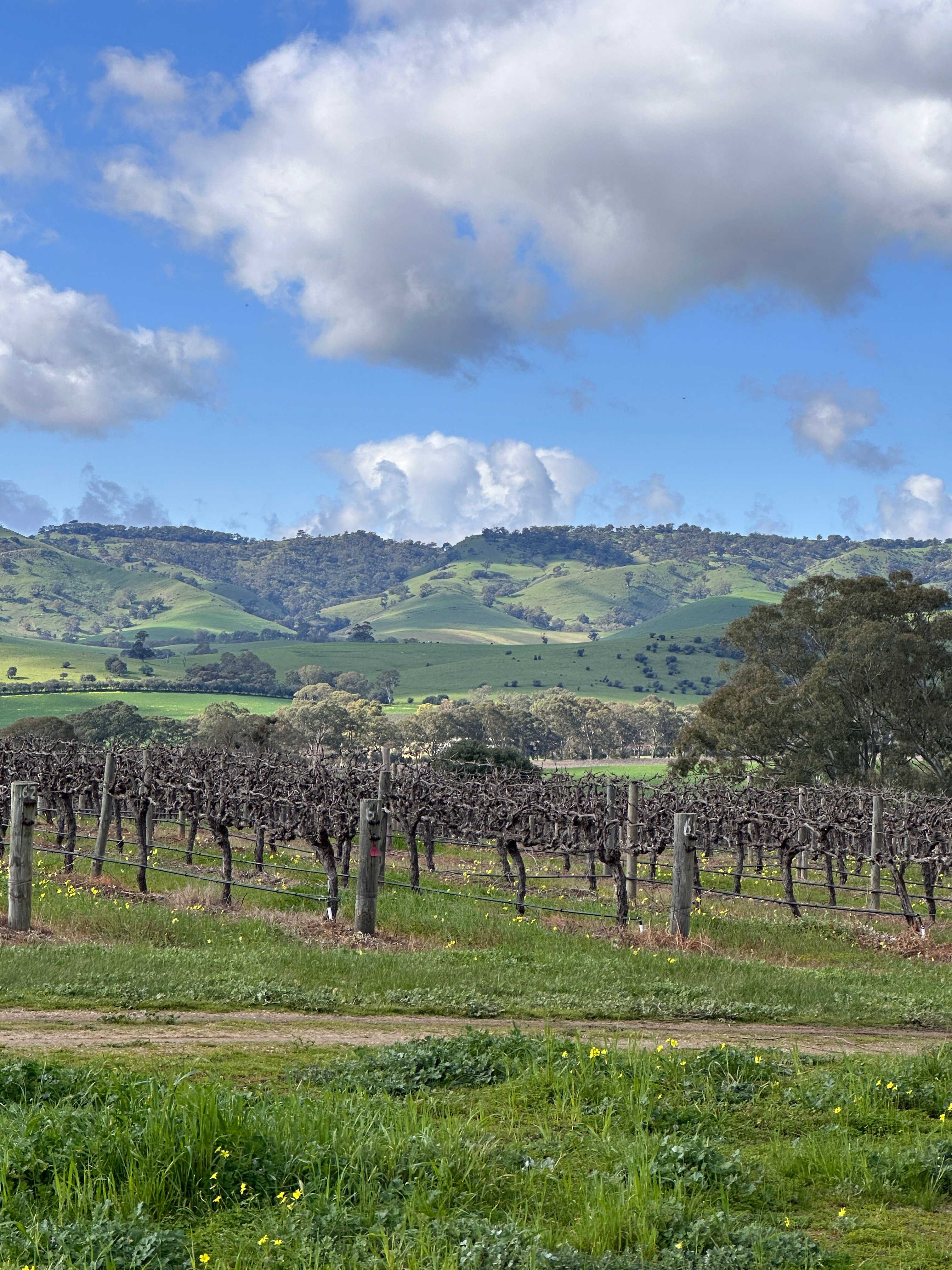 God’s Hill Wines & Ennia Cucina
