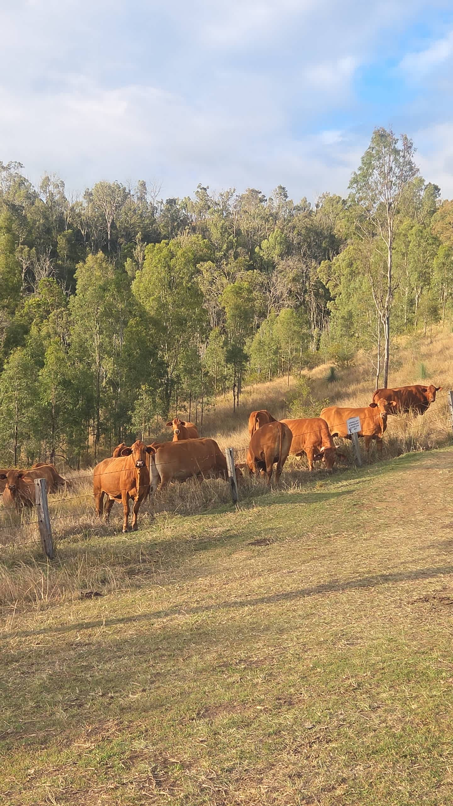 Larapinta