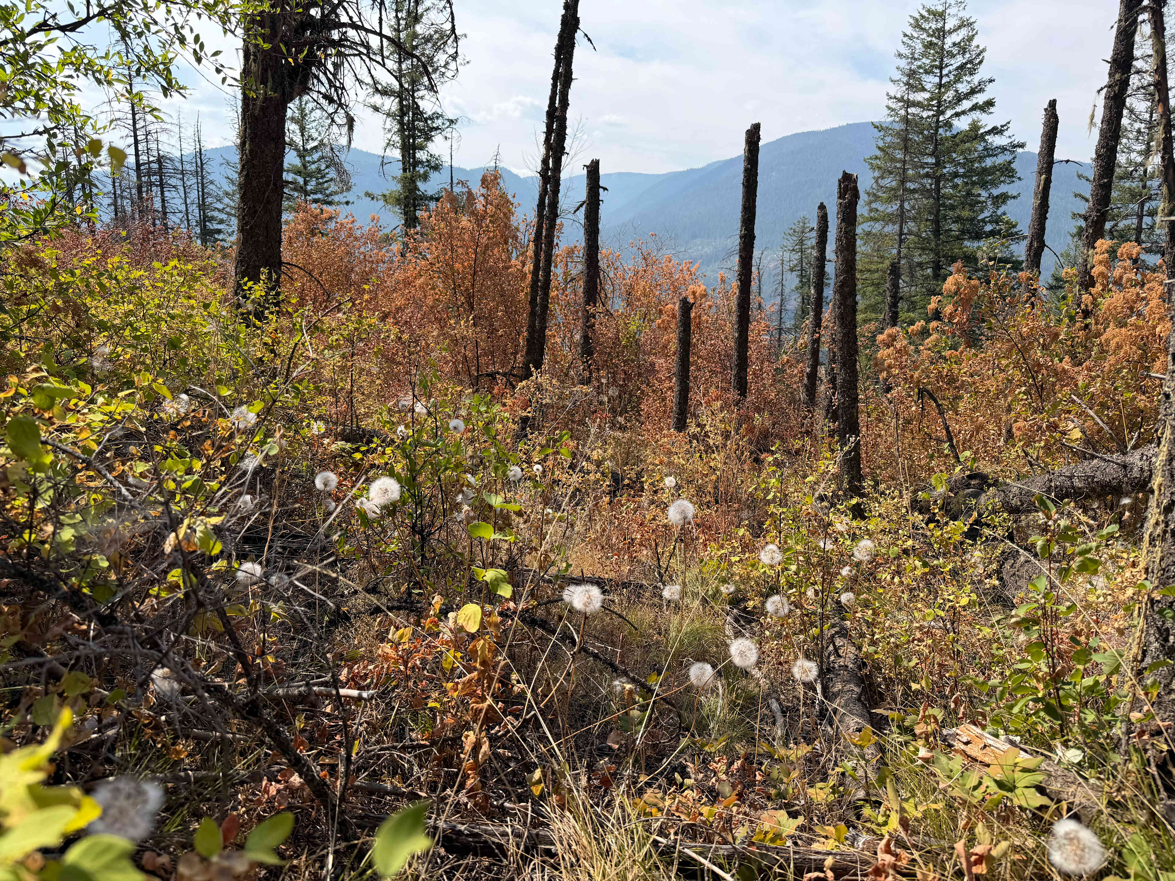 Antelope lake trail
