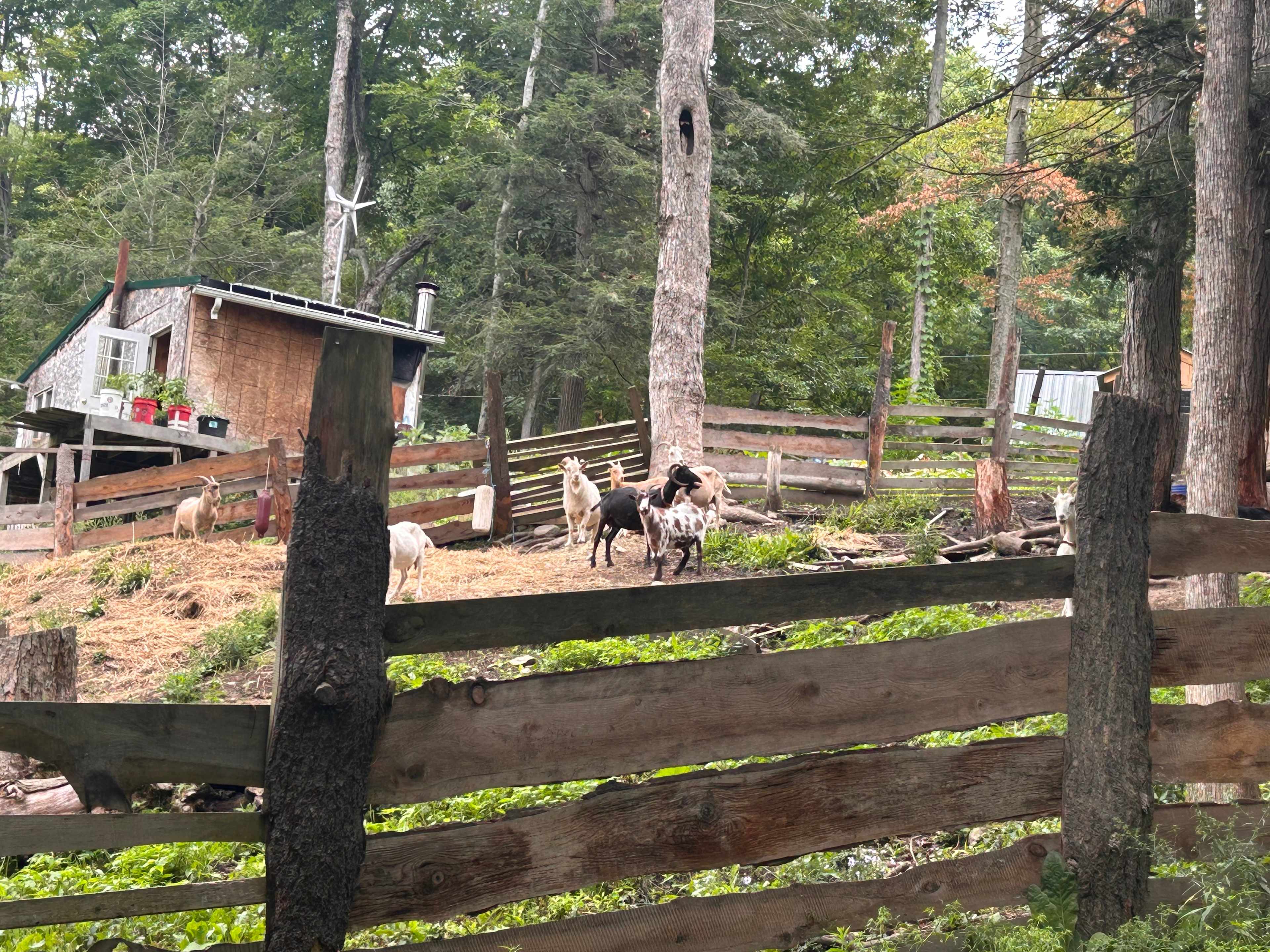 Stoney Goat Homestead