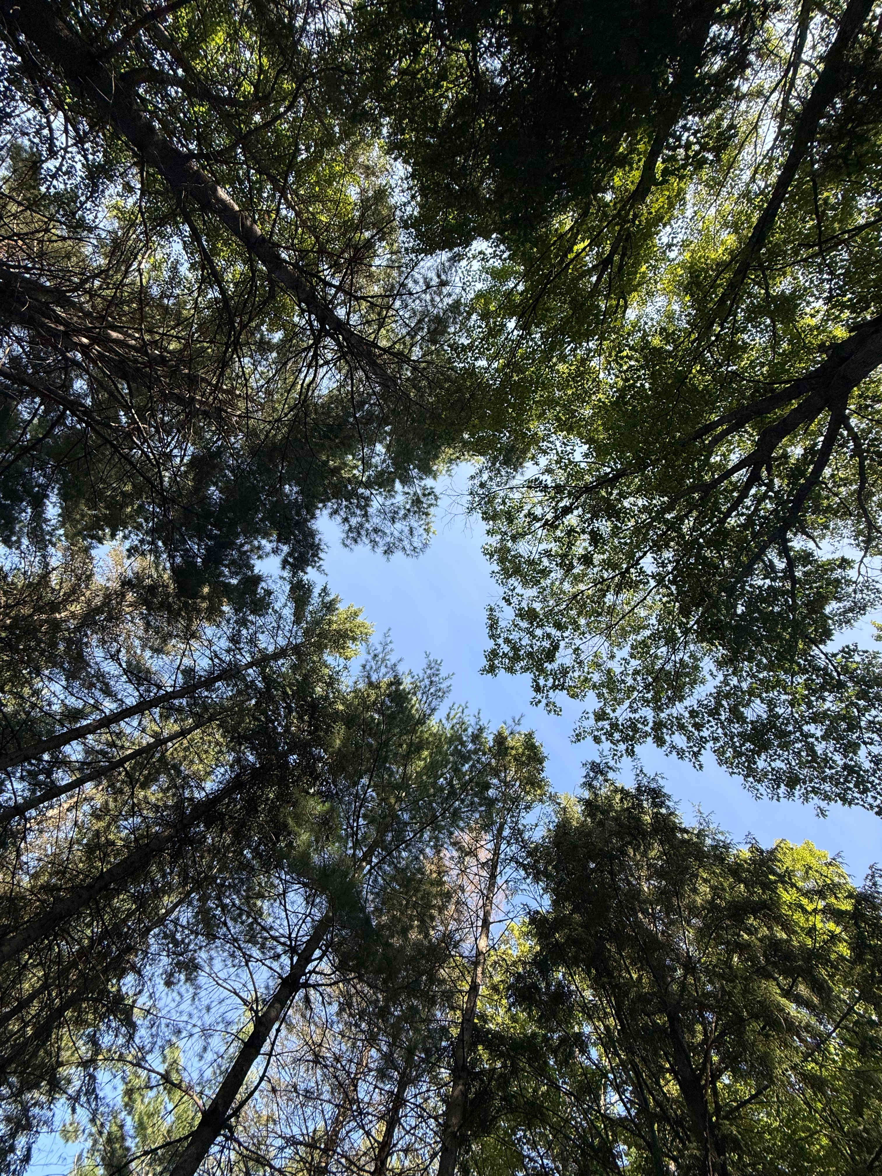 Ball Lake Tent Camping