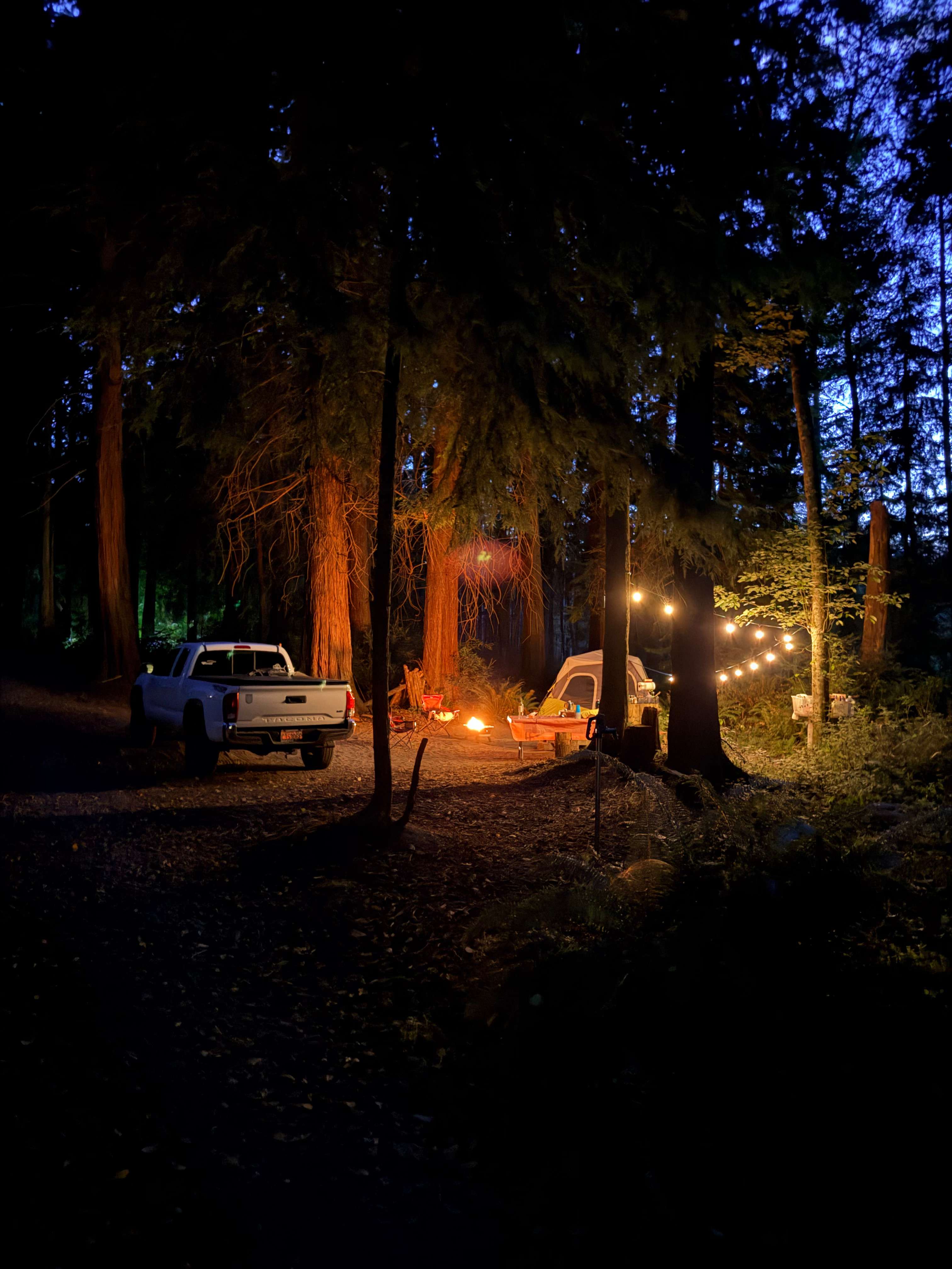 The Last Of The Wonder Woods