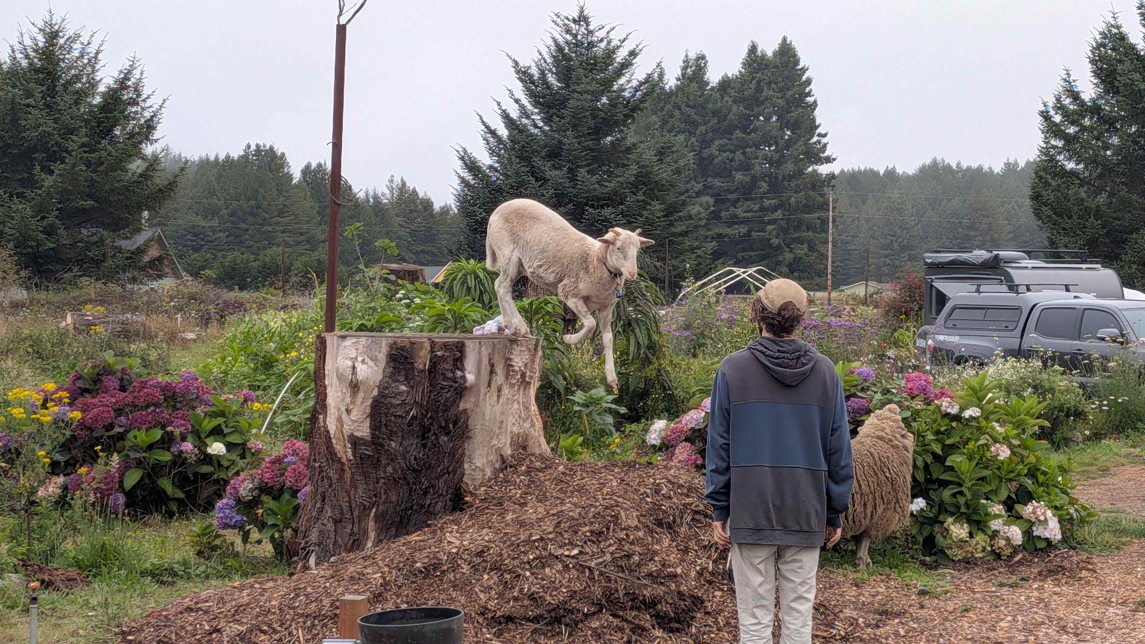 Friendliest goat ever