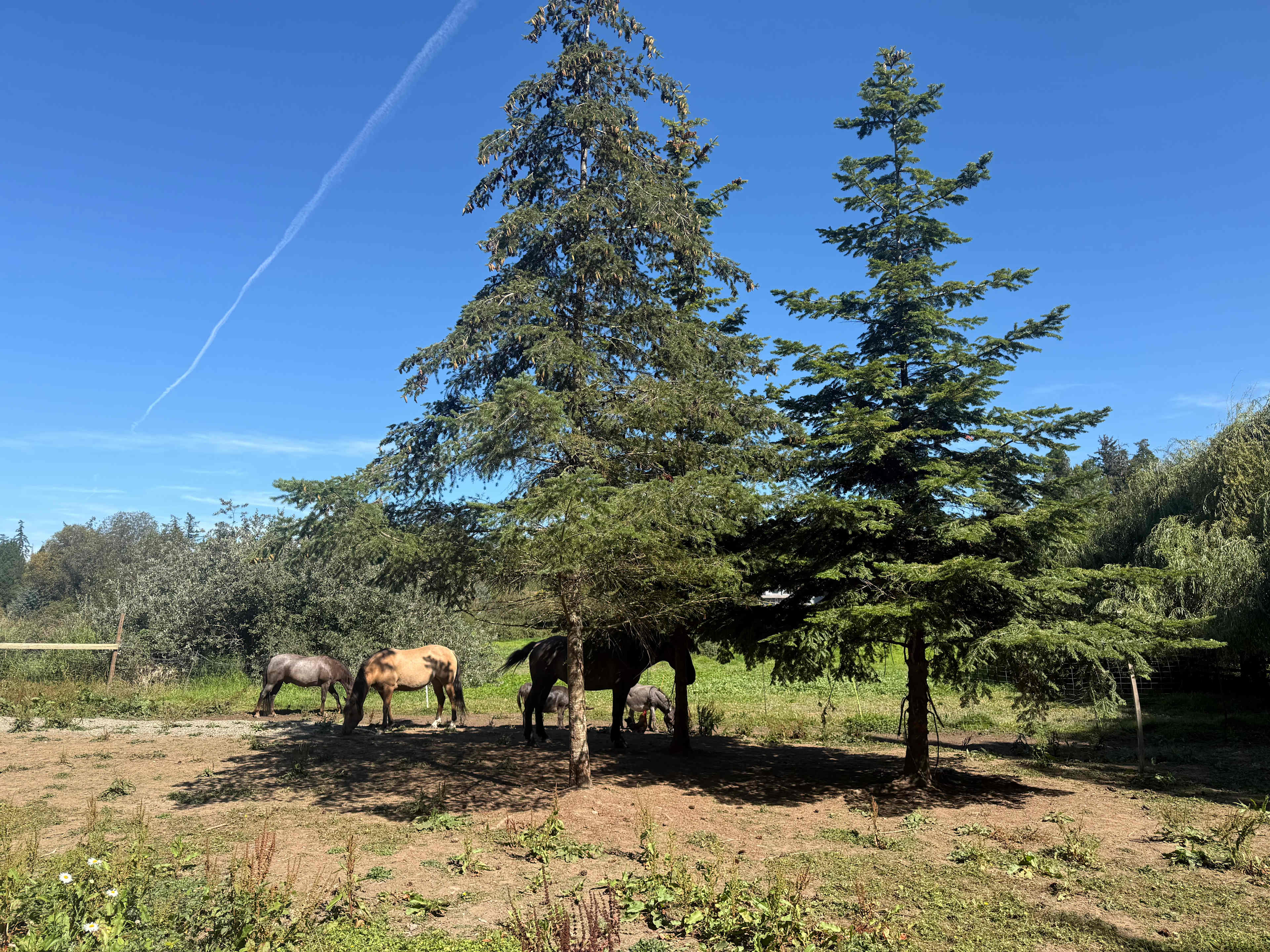 Friendly farm animals