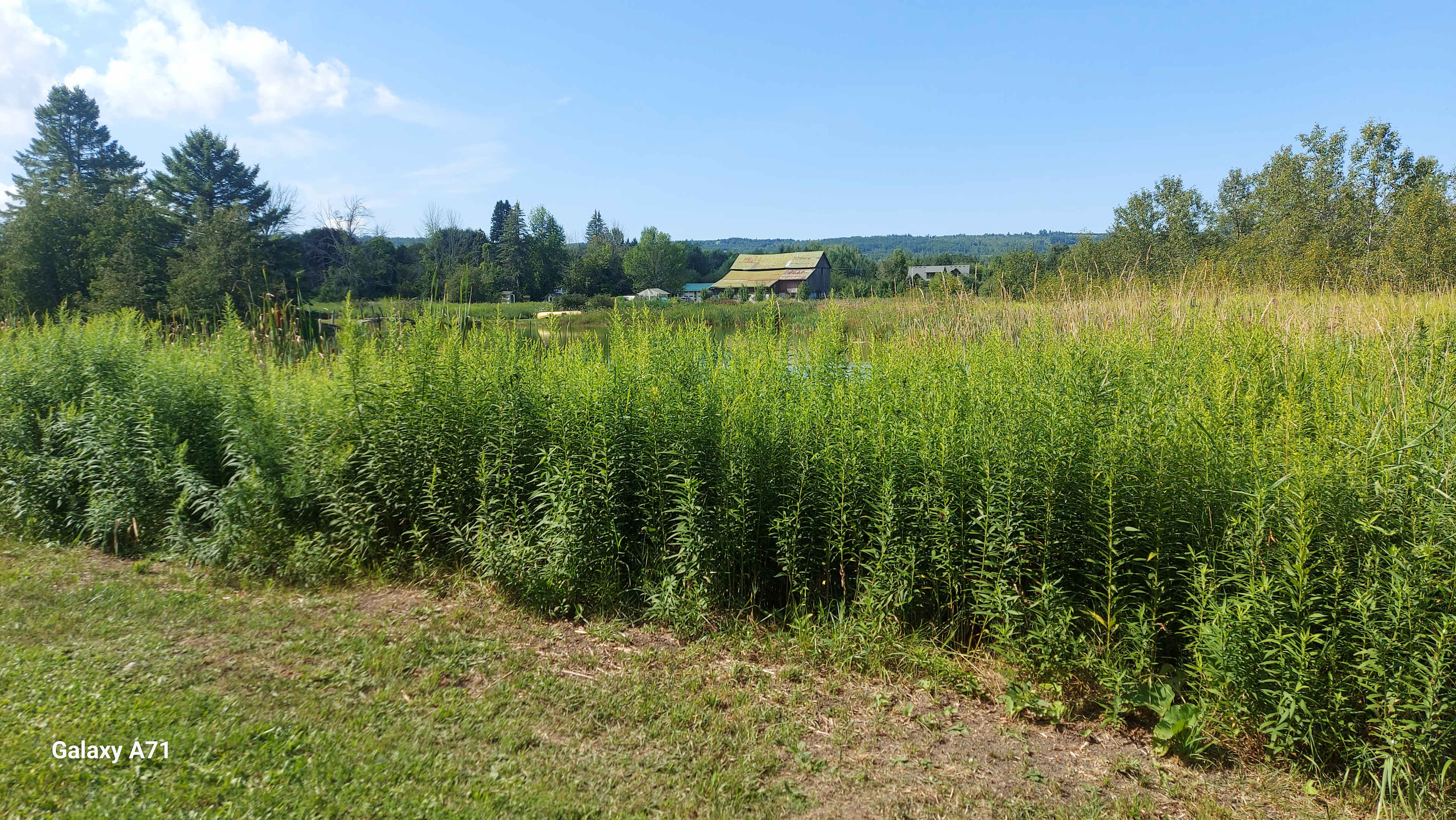Humming Bird Hollow
