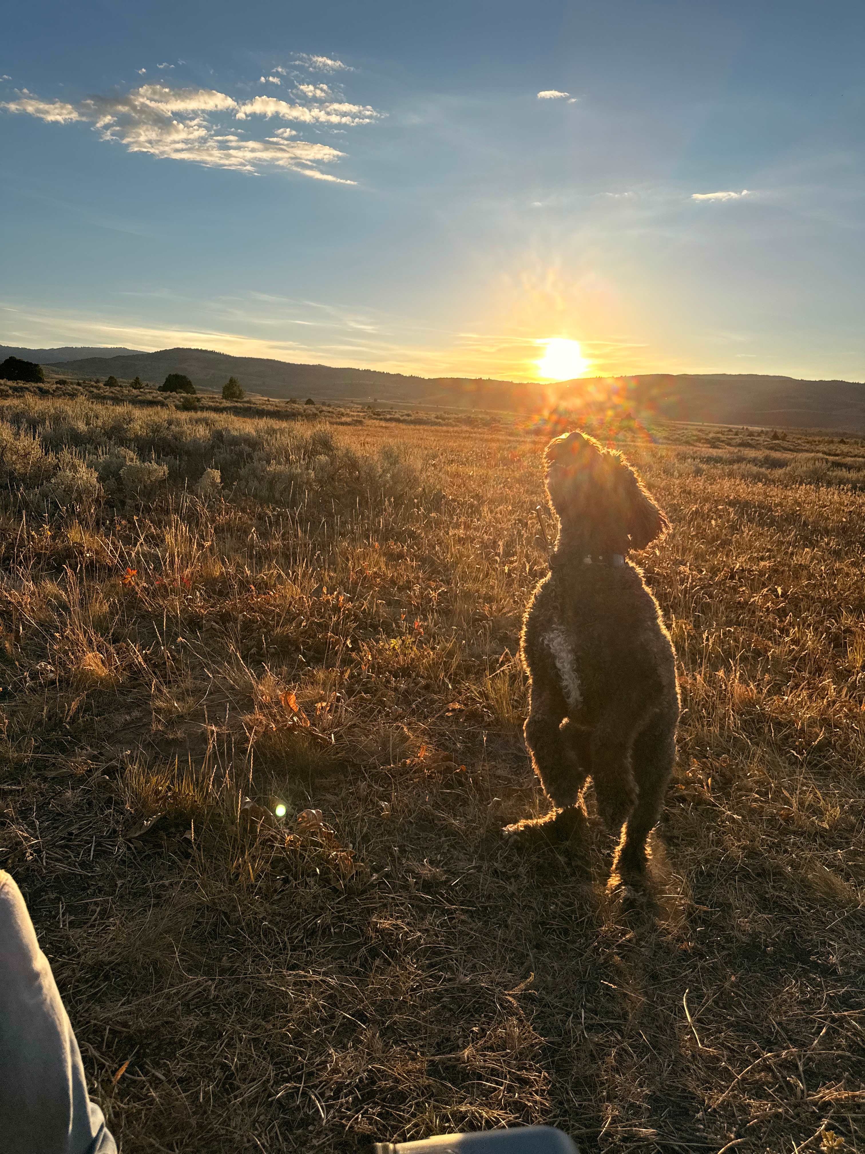 Boop the sun!