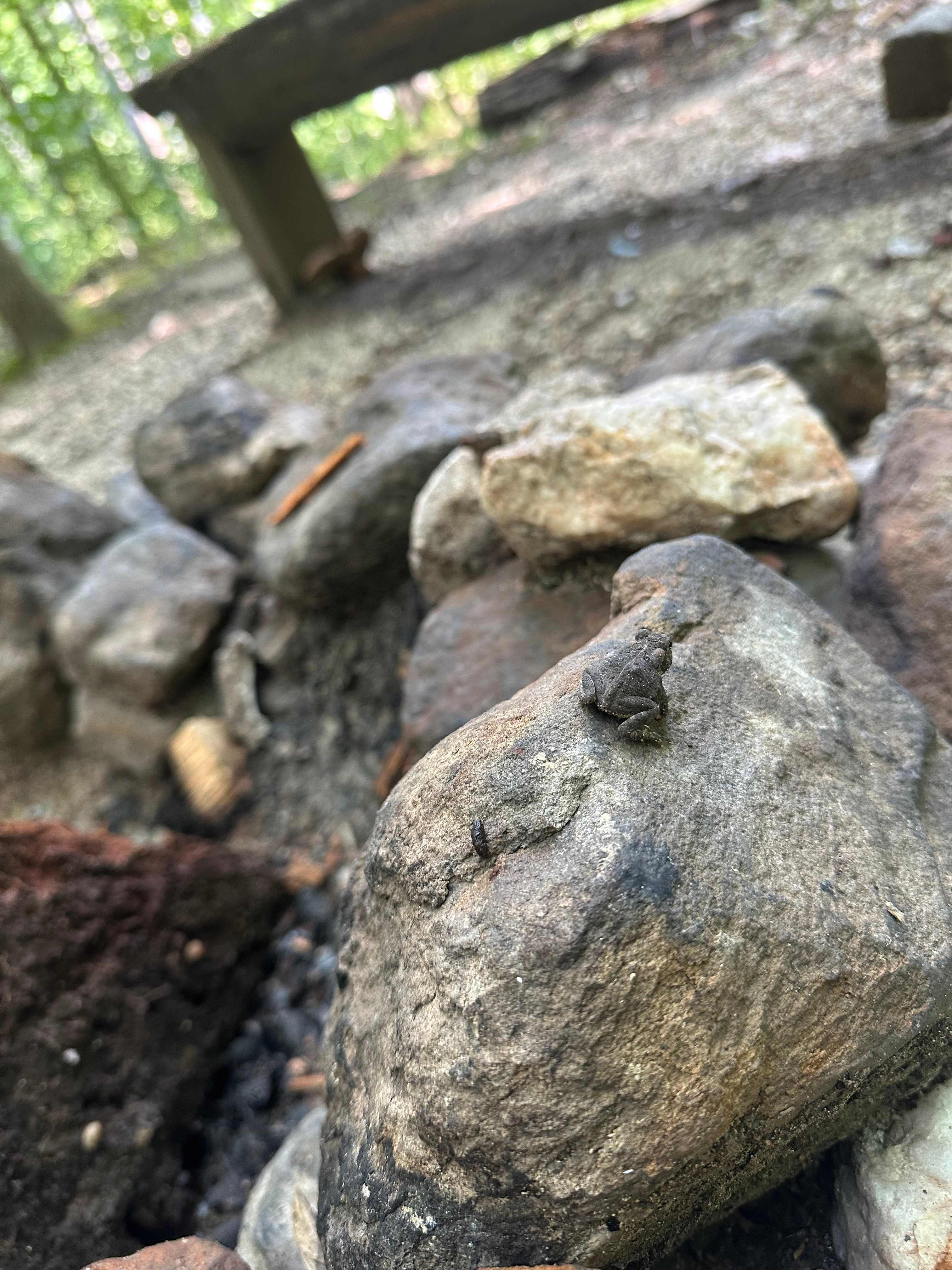 Be careful lighting the fire; like 30 frogs were living in there 