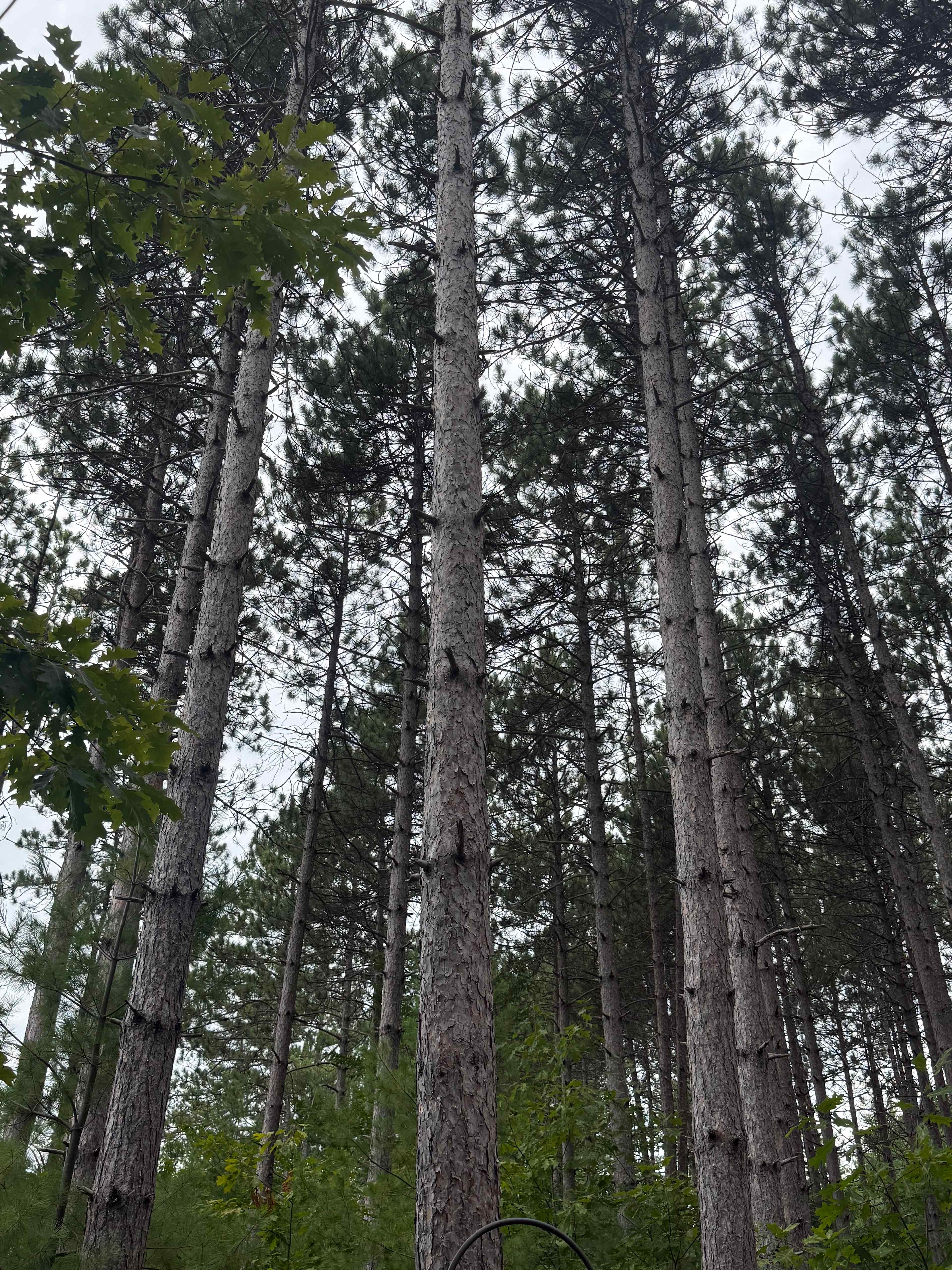 Eagle View Pines