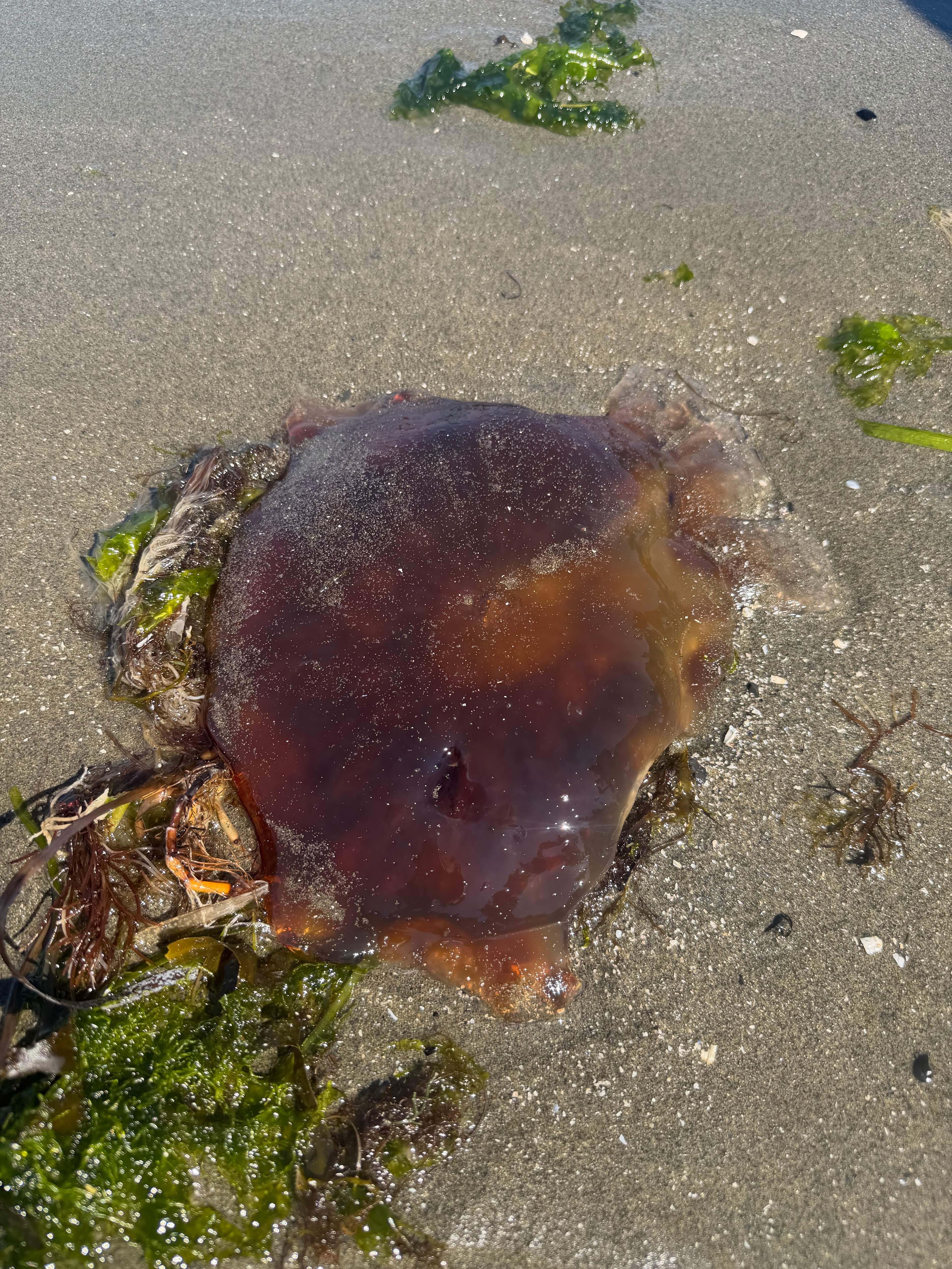 Jelly on beach nearby
