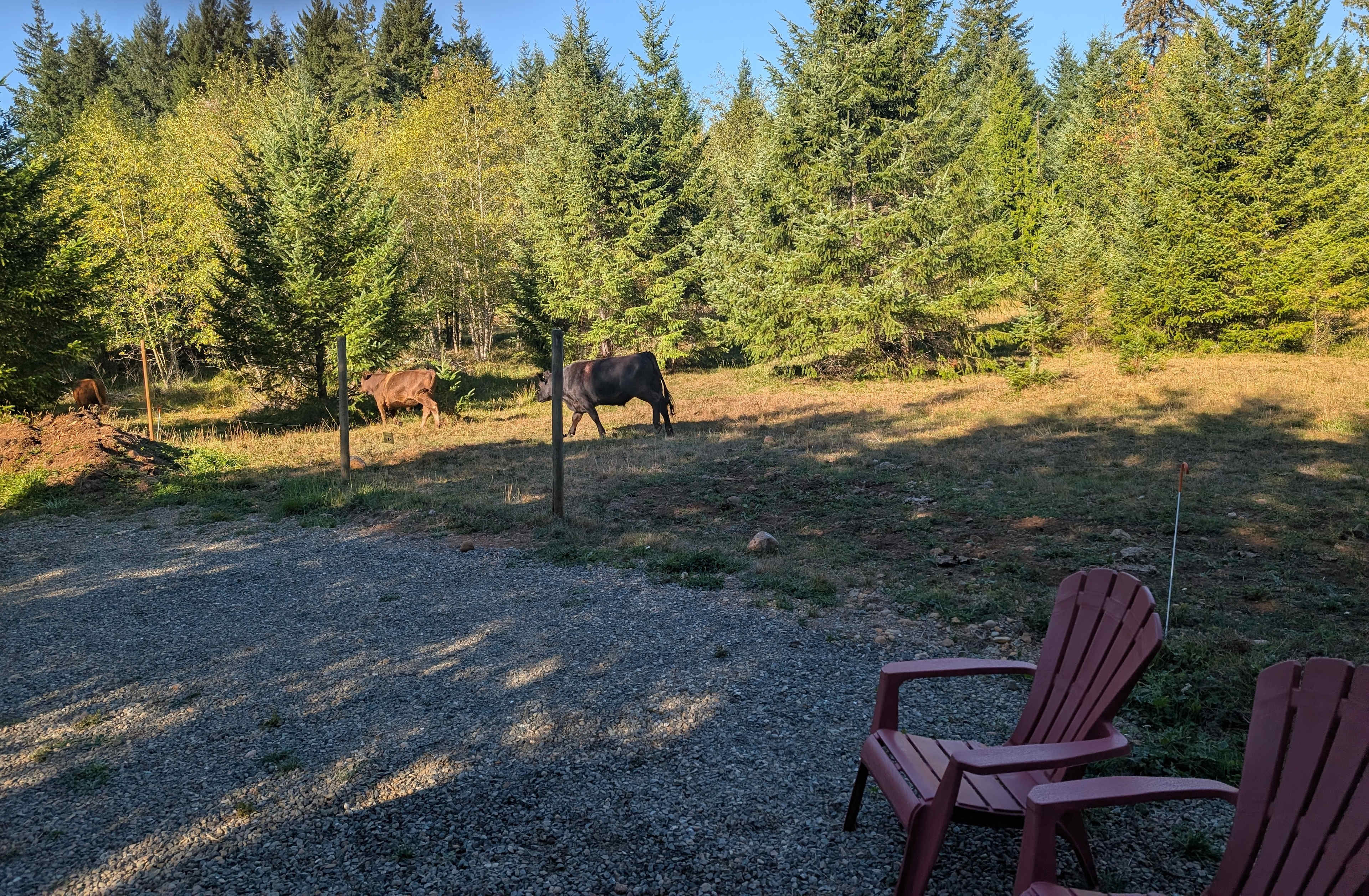 Cow camping 