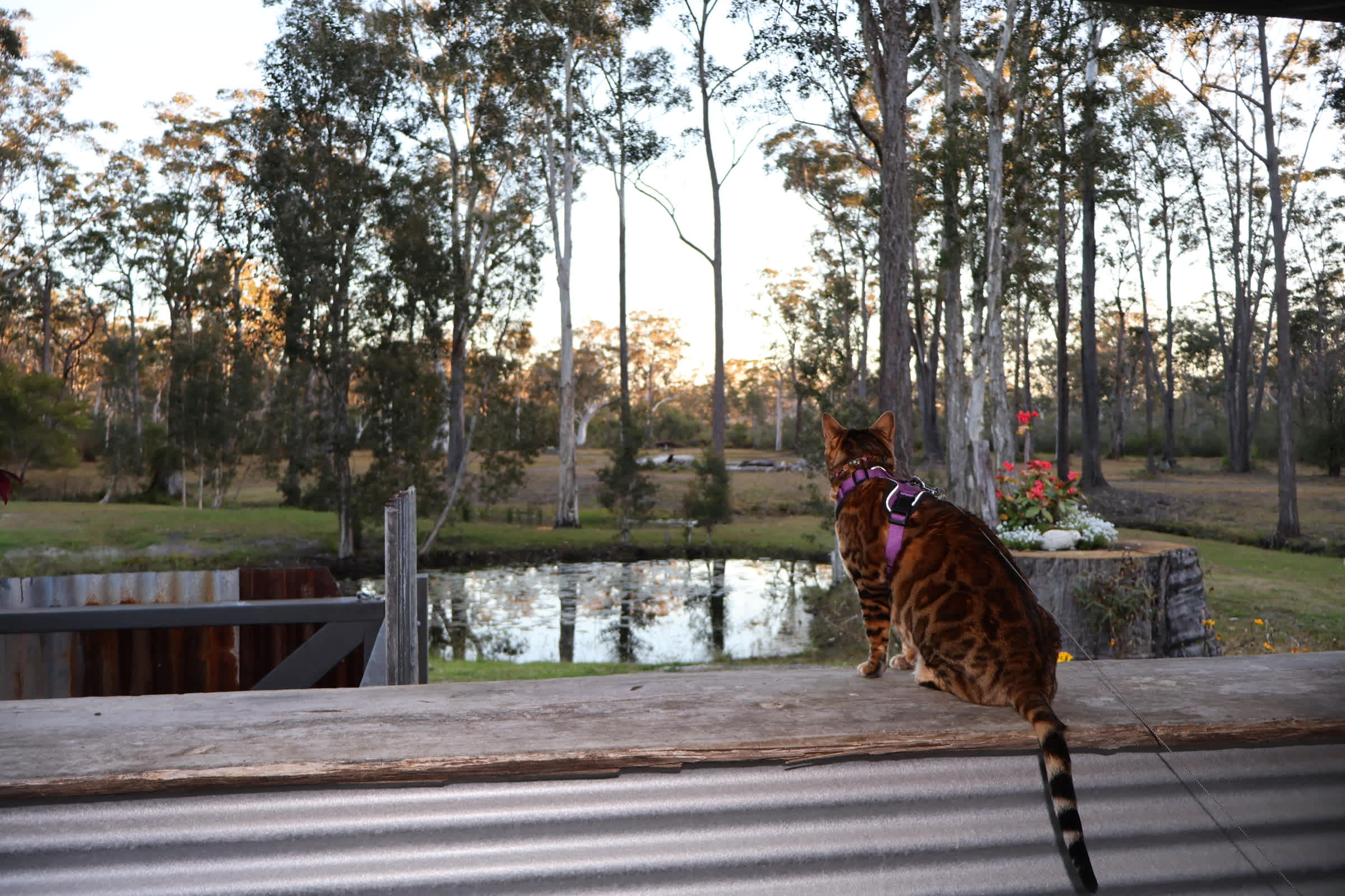 Sunset from deck 