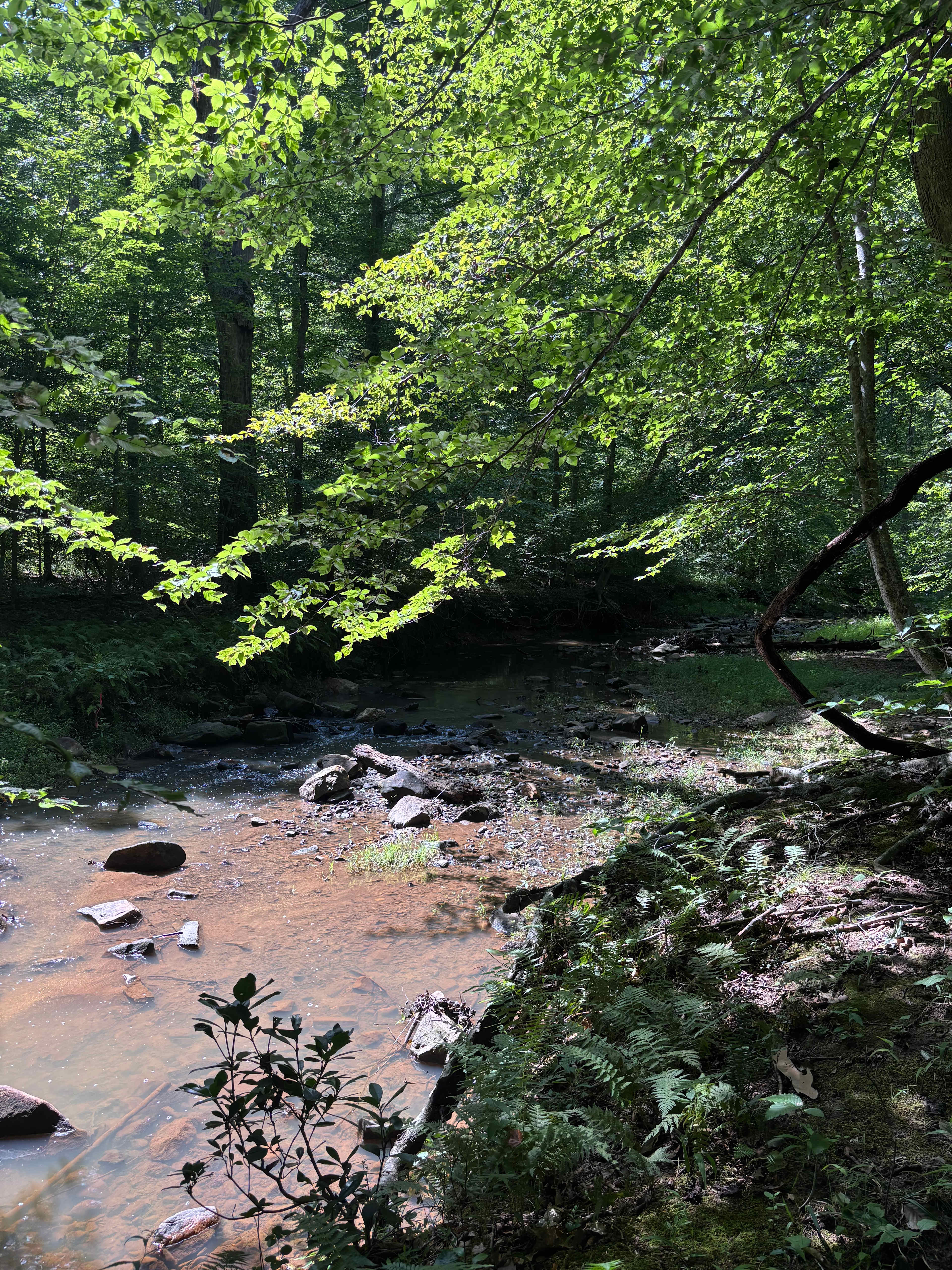 Forest Farms
