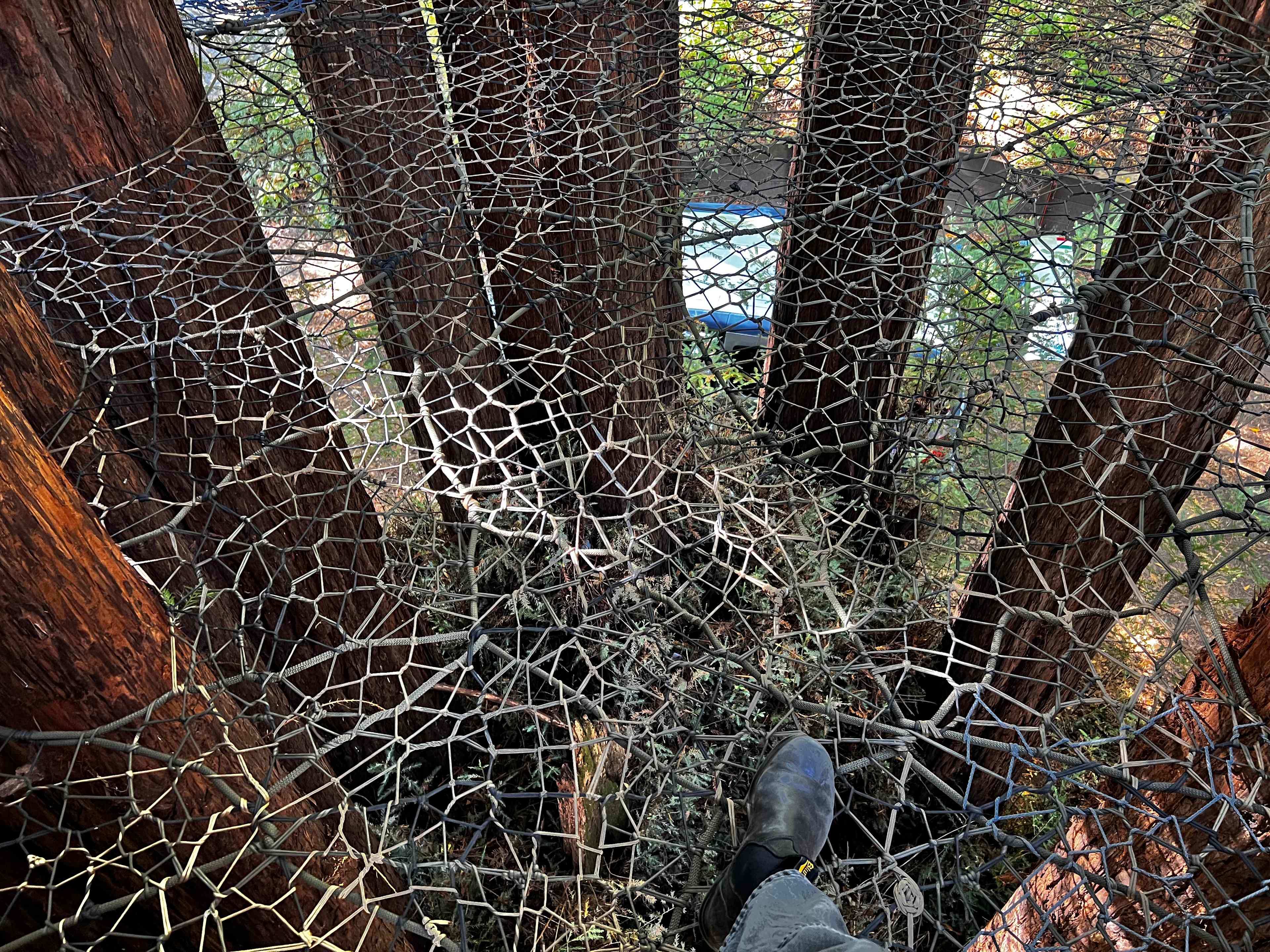 Sleep Up High In A Redwood Tree-net