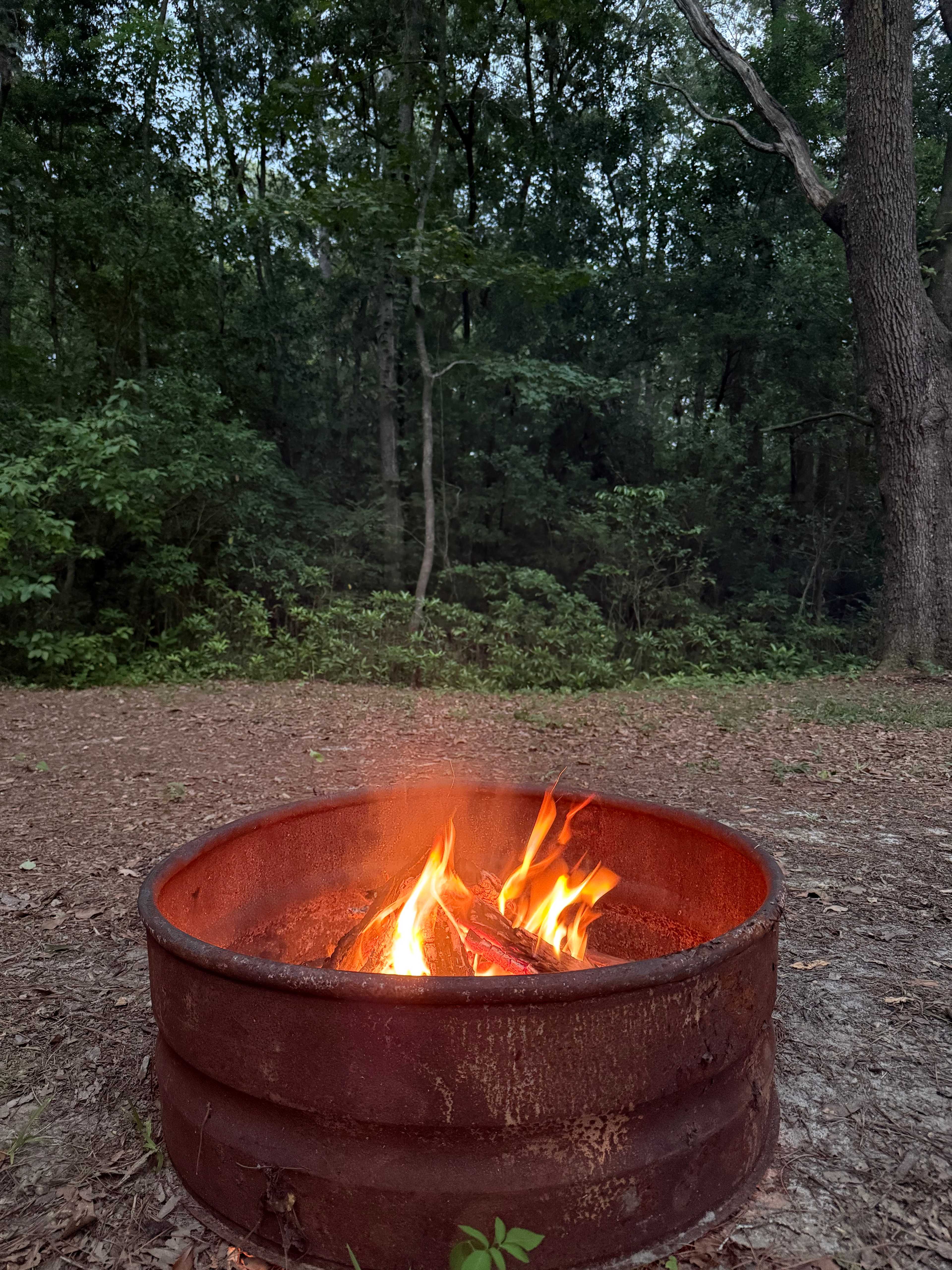 Magnolia Mountain
