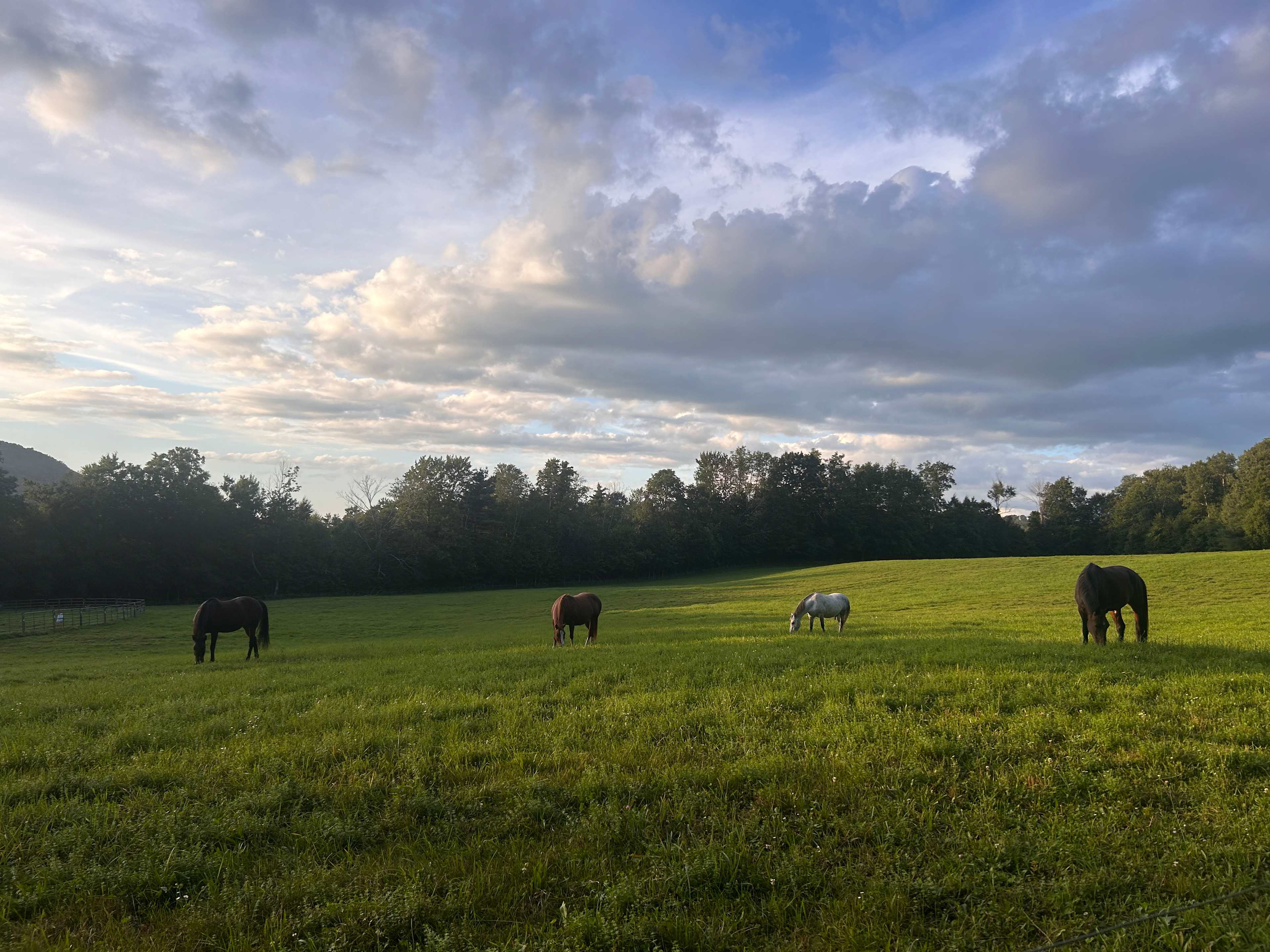 Cherry Plain Sanctuary Farm