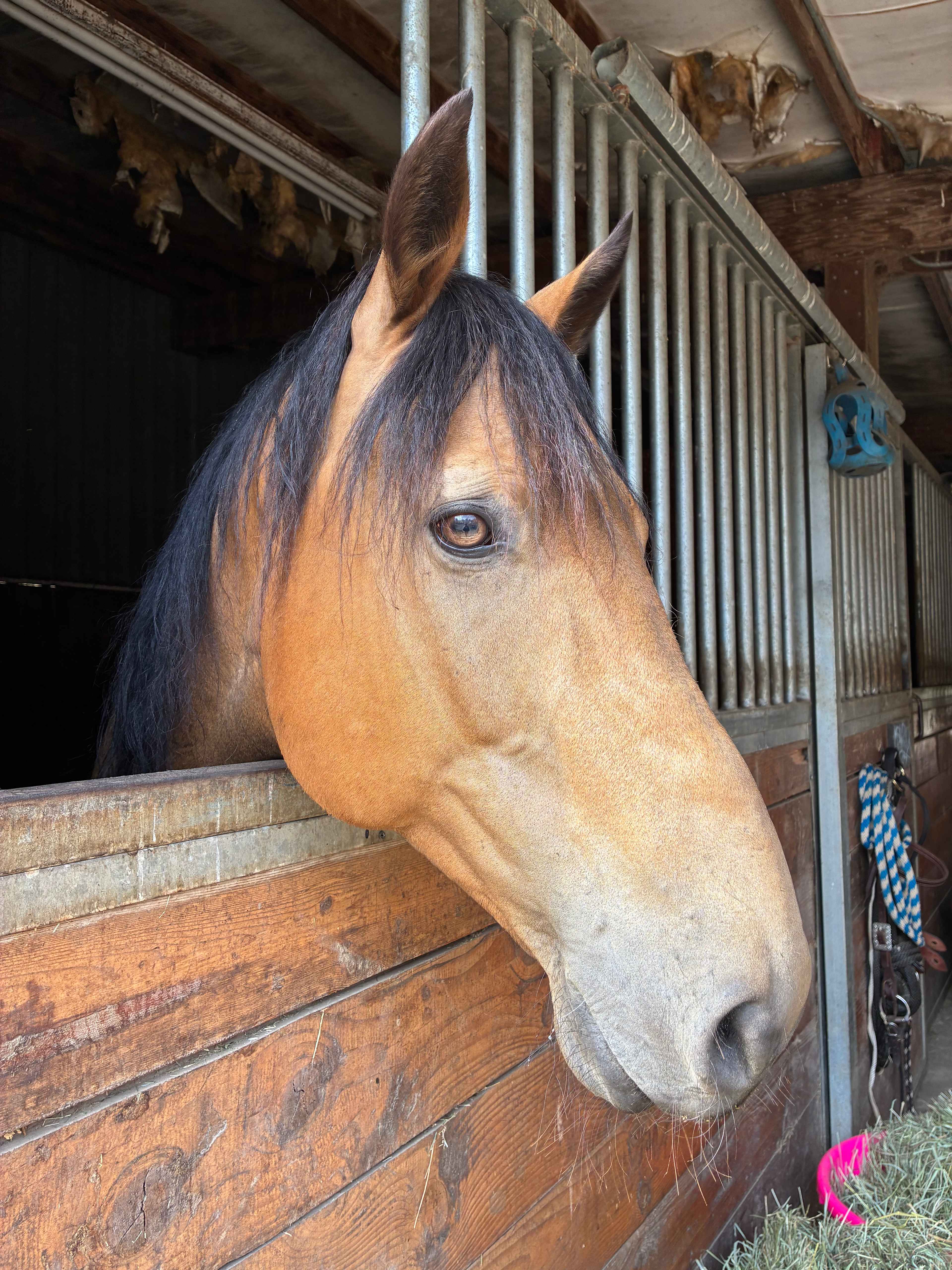 Horse Lovers Paradise