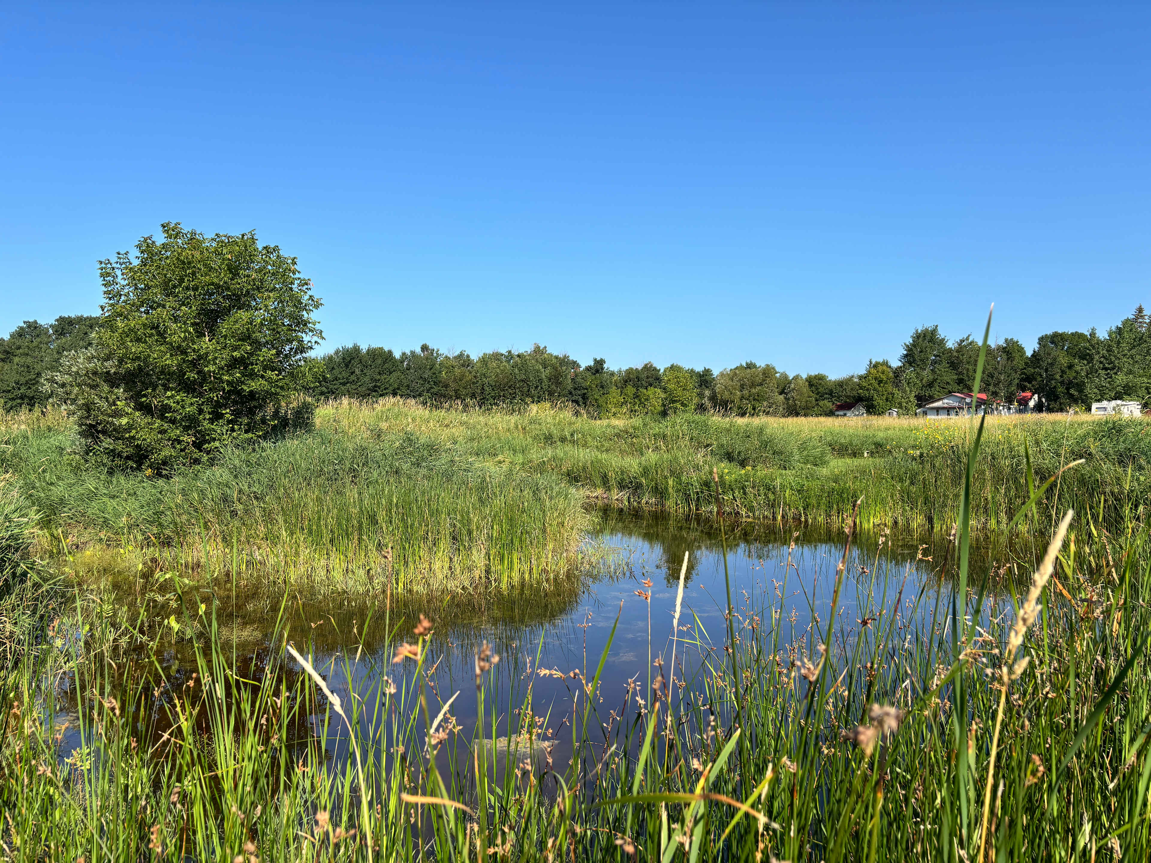 Forested Meadow at Beach Resort