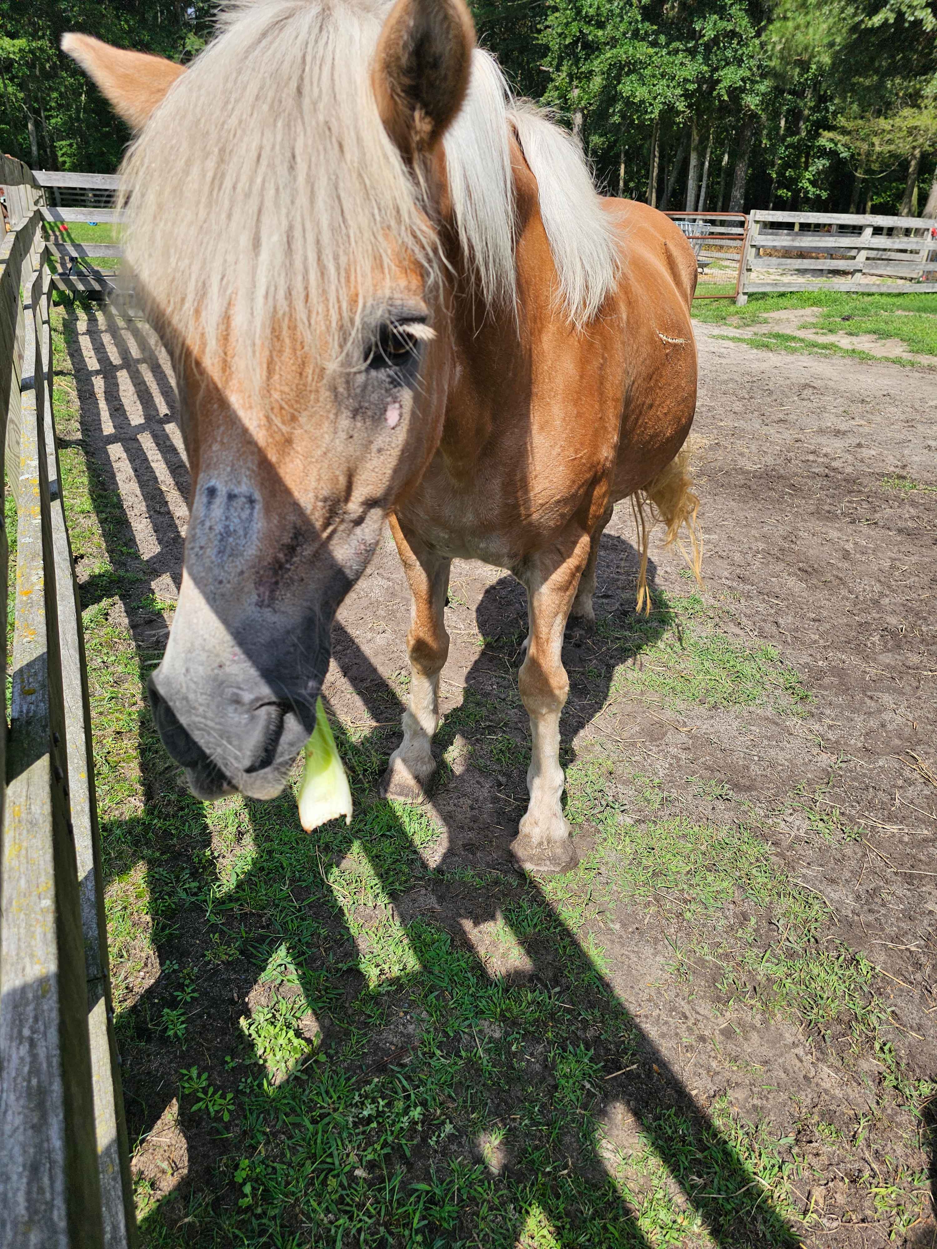 Sweet Heart horses