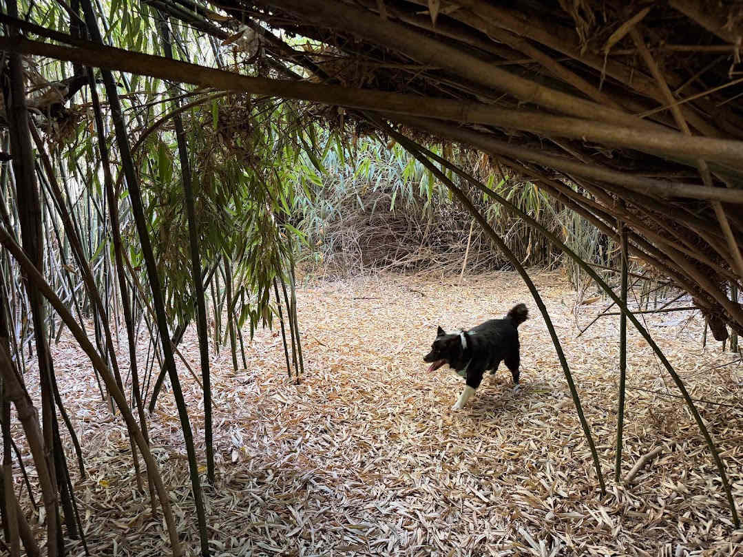 The Bamboo Forest Retreat