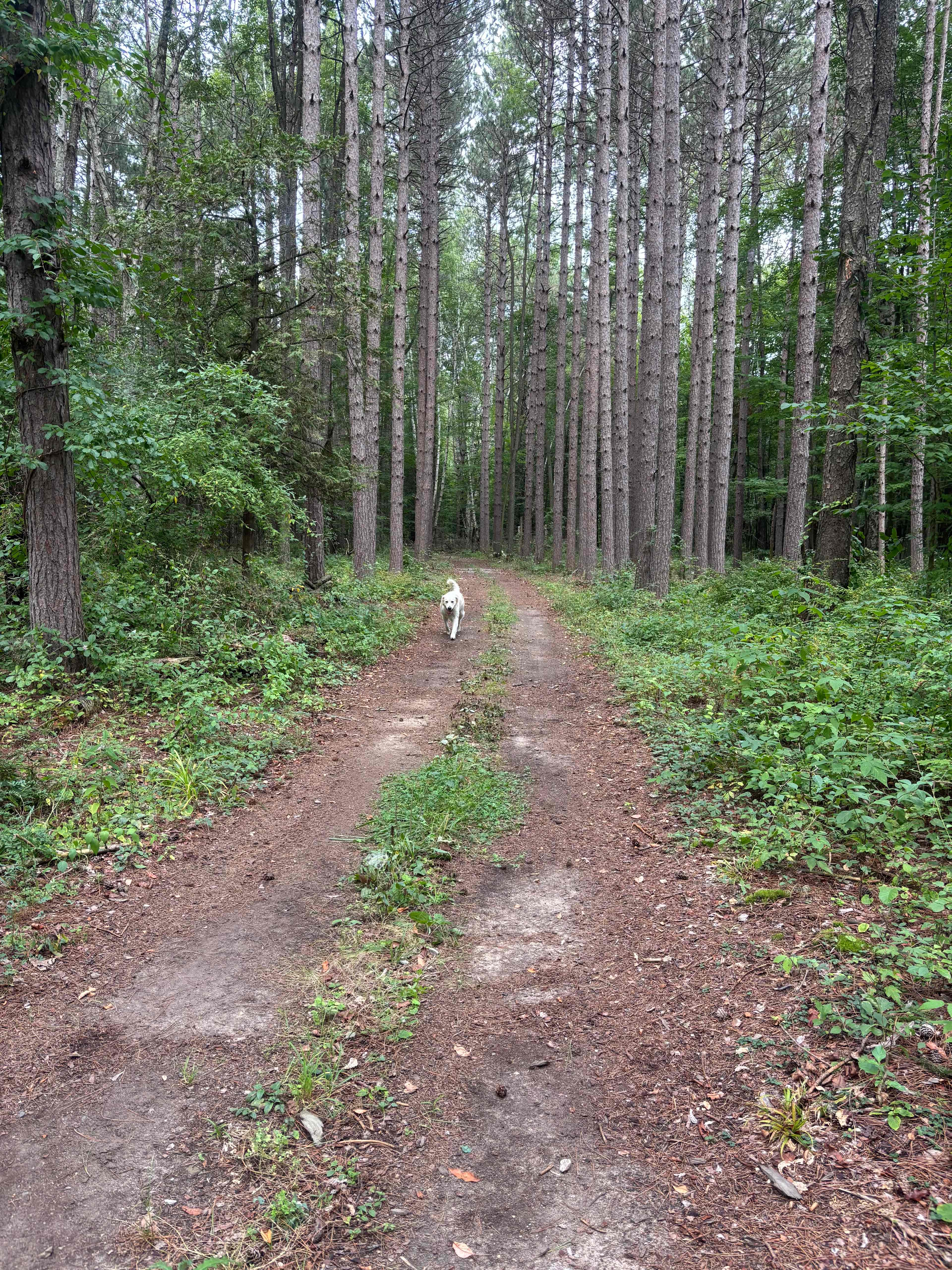 Our dog was in heaven!