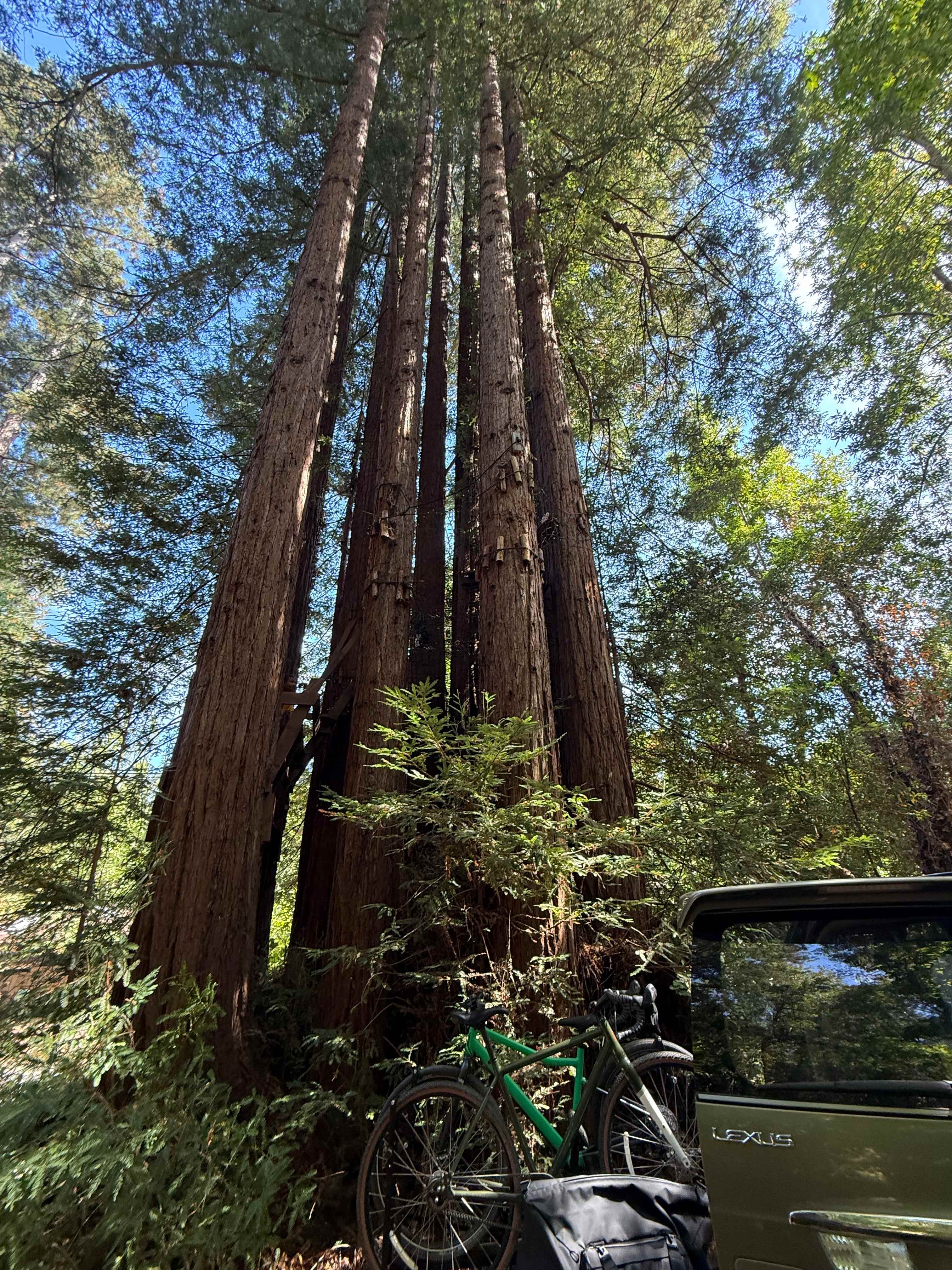 Sleep Up High In A Redwood Tree-net