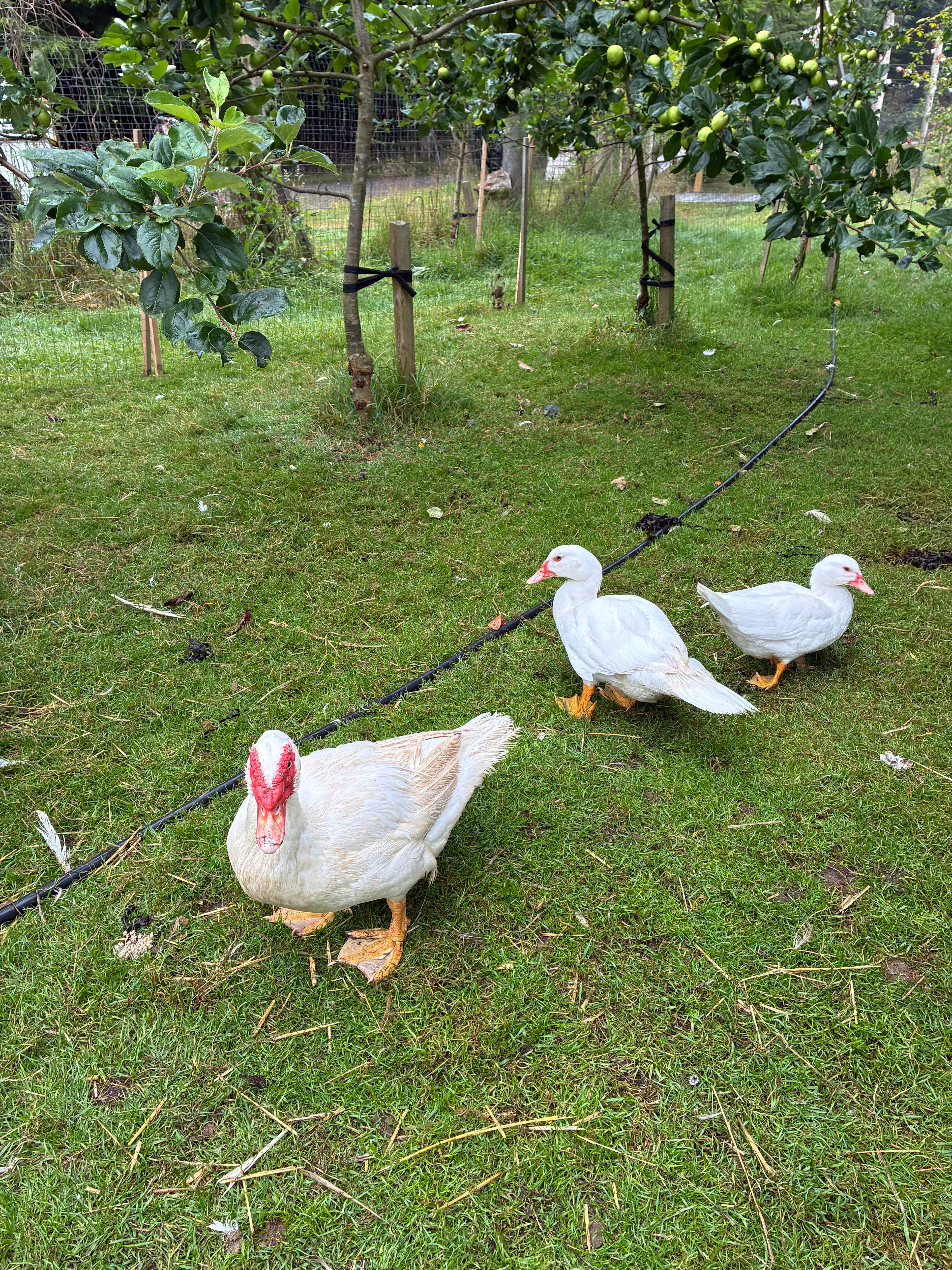 Lands End Farm and Orchard